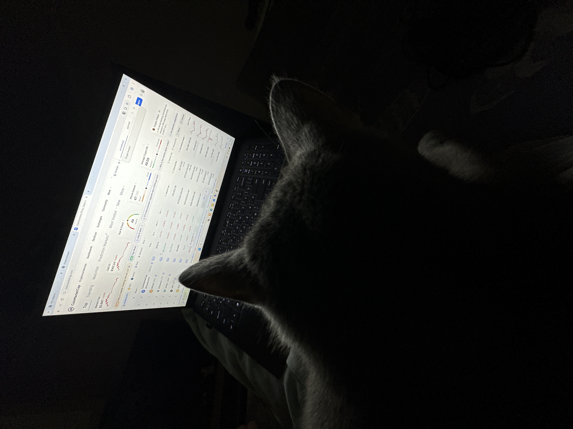 A laptop screen displaying the CoinMarketCap website is partially visible, with cryptocurrency information and charts displayed. A gray cat is partially visible in the foreground, obscuring a portion of the laptop and keyboard. The scene is dimly lit, with the screen providing the primary source of light.