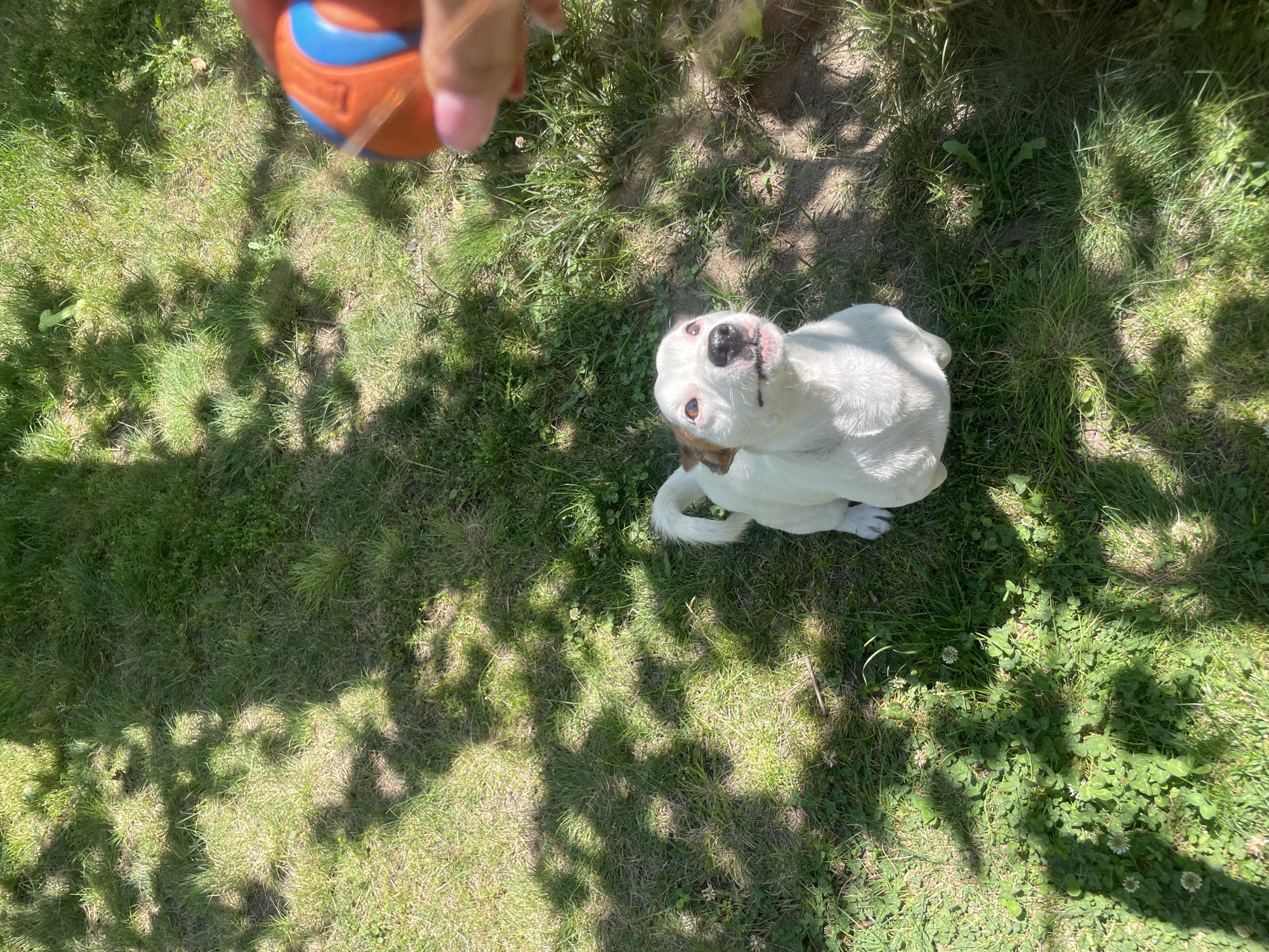 A high-angle, medium shot captures a Jack Russell terrier sitting on a grassy lawn, looking up expectantly at a person holding an orange and blue ball. The dog is white with brown markings around its ears and eyes. The lawn is green with patches of clover and dappled with sunlight and shadow from an unseen tree. The person's hand and a portion of the ball are visible in the upper right corner of the frame. The scene suggests a playful interaction in an outdoor, residential setting.