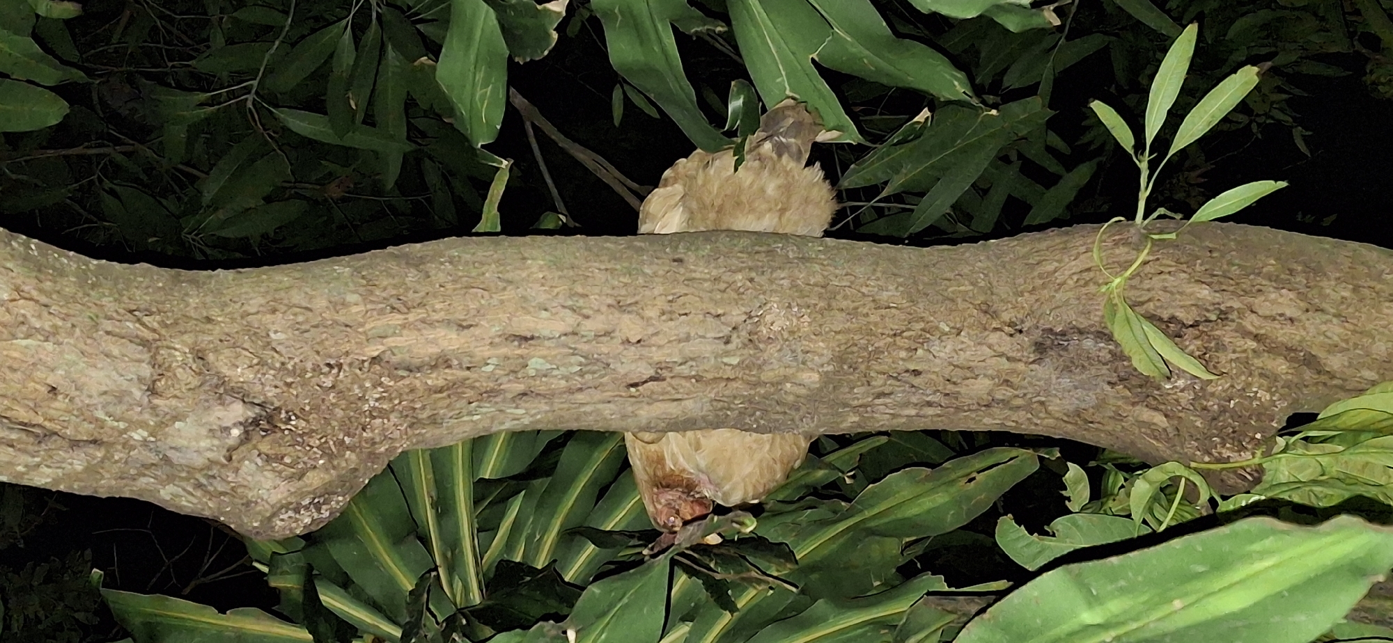 An adult chicken is perched on a tree branch in Vallecito, Venezuela. The chicken is light brown and white, with its head facing left and its body facing right. It is surrounded by green leaves and the trunk of a tree. The background is dark, indicating it is nighttime or a shaded area.