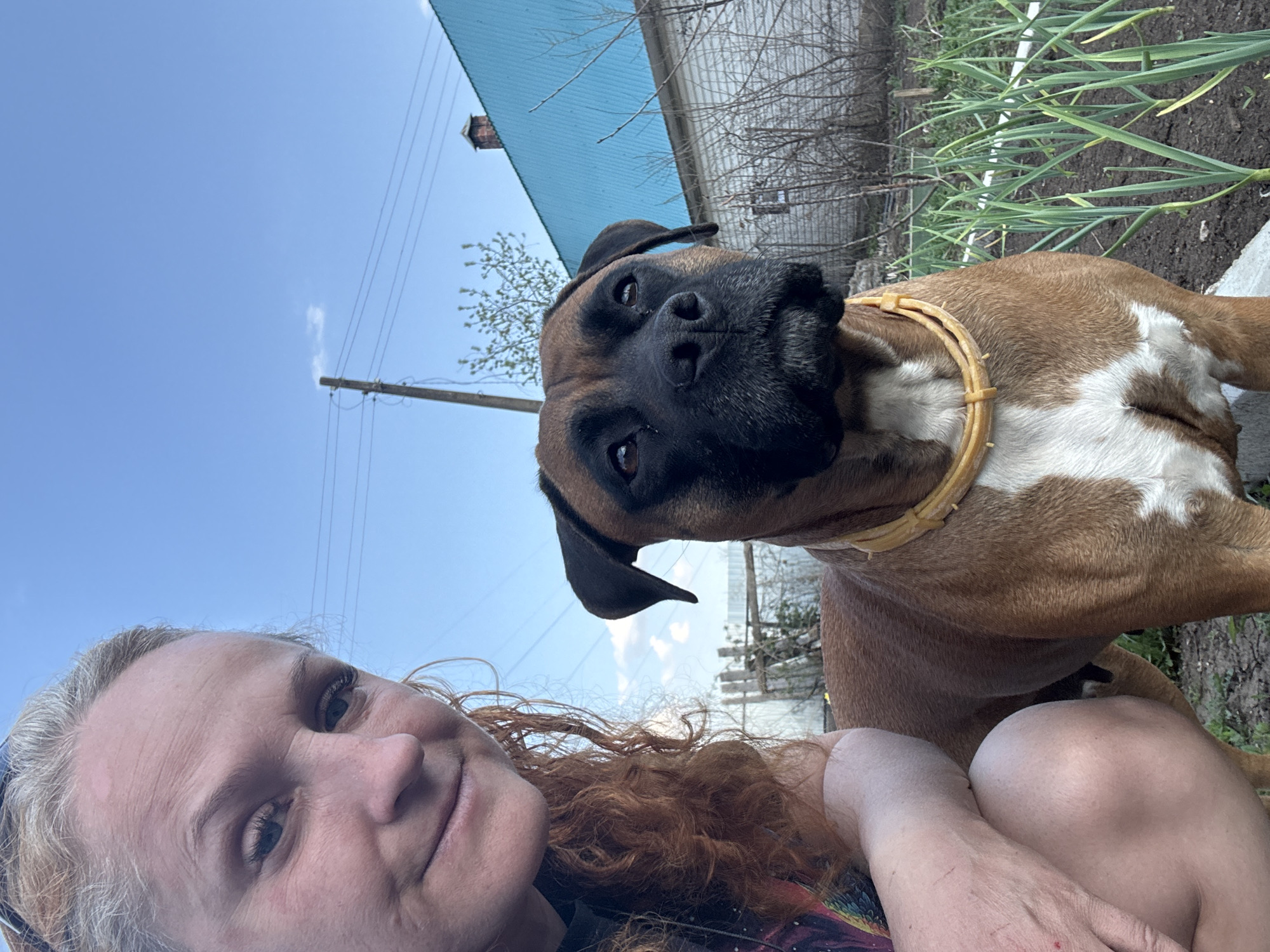 The image presents a selfie taken outdoors. A person with light skin, possibly female, with red and blonde curly hair, is in the foreground. The person is smiling slightly and appears to be holding the camera. A brown and white Boxer dog with a yellow collar is prominently featured in the image, close to the camera, with its head tilted inquisitively.
The background reveals a suburban or rural environment. There is a structure with a turquoise metal roof and a small tower visible. Power lines are strung in the background, extending toward the sky. Some vegetation, including tall green plants that appear to be garlic, is present near the dog.
Based on the information provided, this image was taken in the city of Chaikovsky, Russia.