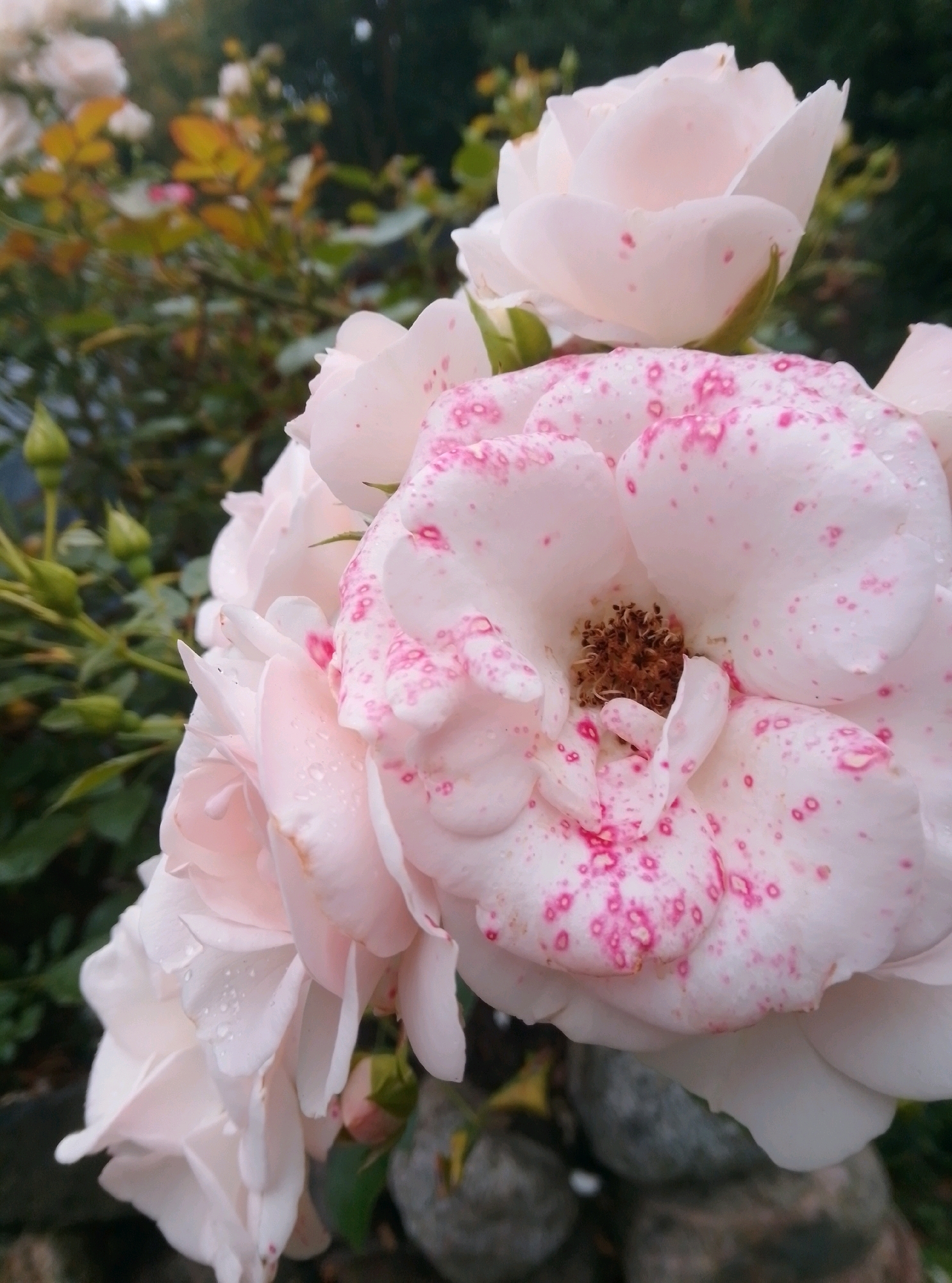 This is a close-up, eye-level, outdoor photograph of a cluster of pale pink roses with red speckles. The roses are in various stages of bloom, with some fully open and others still budding. Water droplets are visible on the petals of the open roses. The background consists of green foliage, some with hints of yellow and red, suggesting an autumnal setting. In the lower portion of the image, there are dark, textured rocks. The photograph appears to be taken in a garden environment. There are no people or animals present, and no discernible action is taking place. The lighting is soft, and the focus is primarily on the roses in the foreground. This image does not provide any specific geographical markers that would identify its location within the city of Hamburg, Germany.