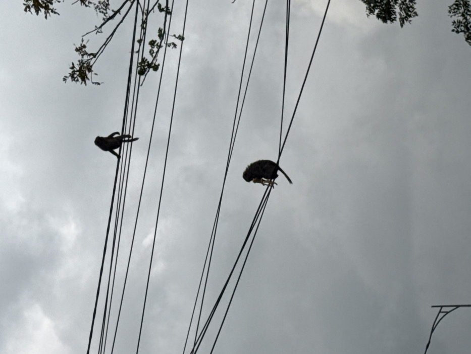 The image displays two dark-furred monkeys silhouetted against an overcast grey sky in Sơn Trà Ward, Vietnam. Multiple parallel black utility wires extend horizontally across the frame. An upper monkey is perched on a single wire in the upper-right quadrant, appearing to sit upright with its legs dangling. A lower monkey is positioned on a separate wire in the lower-middle quadrant, hunched forward and holding a light-colored, elongated object with both hands near its chest. Sparse tree branches with leaves are visible in the upper-right corner, and a curved section of a street lamp is present in the lower-left corner.