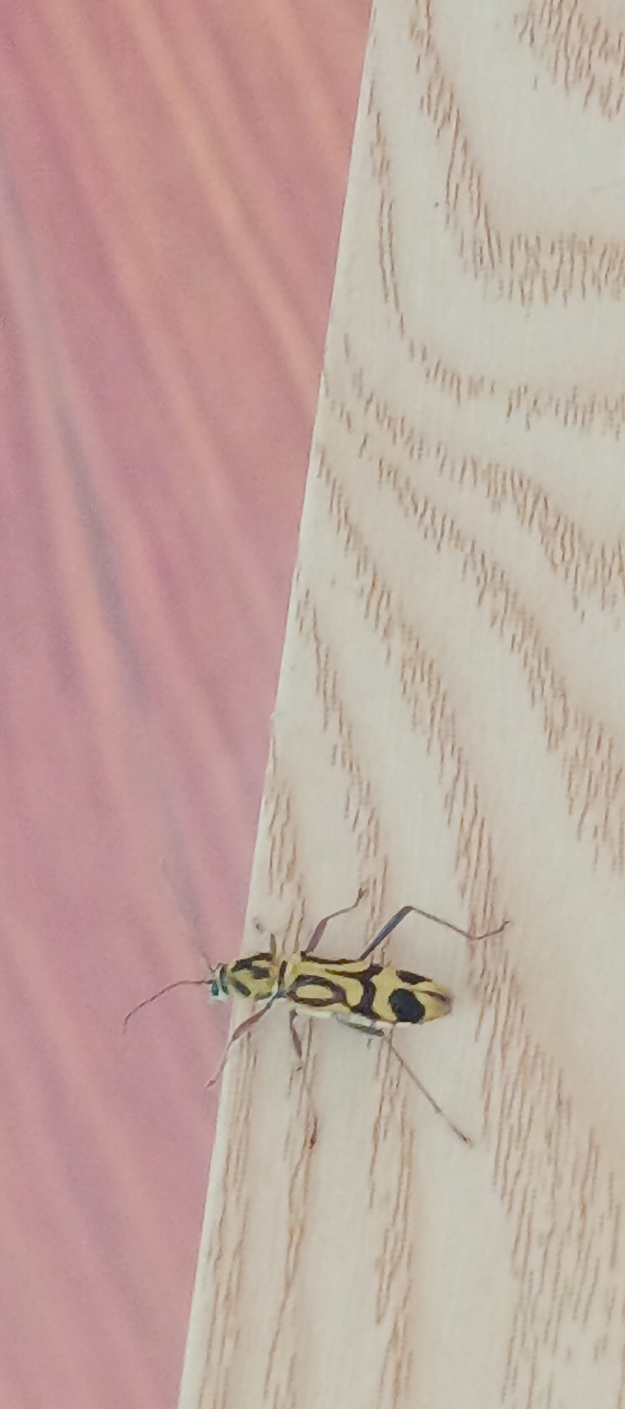 A yellow and black longhorn beetle is pictured on a wooden surface. The beetle is lengthwise oriented, with its head pointing towards the left. Its body is adorned with a pattern of yellow and black bands and spots. The wooden surface exhibits a light brown, grainy texture with visible wood grain lines running diagonally. To the left of the wooden surface is a soft, pink-colored background with gentle, curved patterns, possibly fabric or a blurred natural element. The lighting suggests an indoor or shaded outdoor environment. The specific location within Phan Thiet Ward, Vietnam, cannot be determined from the visual information in the image alone.