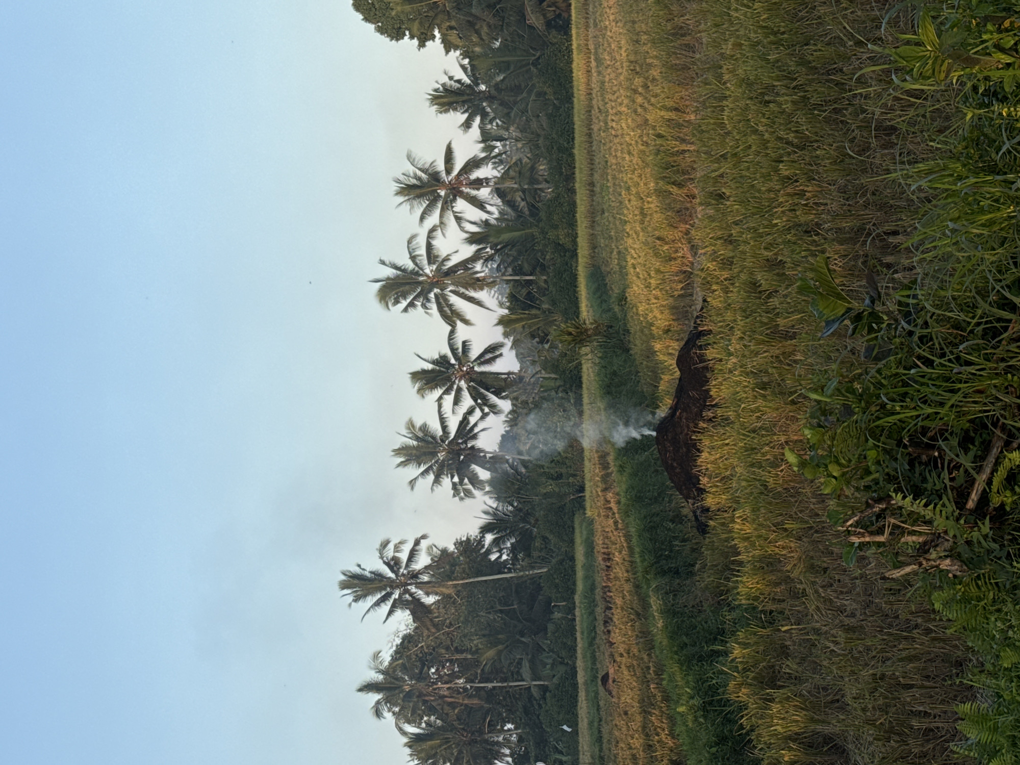 This is a landscape image of a rural scene in Petang, Indonesia. The foreground features tall, dry grass and some green vegetation. In the midground, a rice field stretches across the frame, with rows of harvested rice stalks. A large pile of dark, organic material sits in the center of the rice field, emitting a plume of white smoke. In the background, a dense line of lush green palm trees and other foliage forms a natural barrier against a clear, light blue sky. The lighting suggests it is either early morning or late afternoon, with the sun casting a warm glow on the landscape.