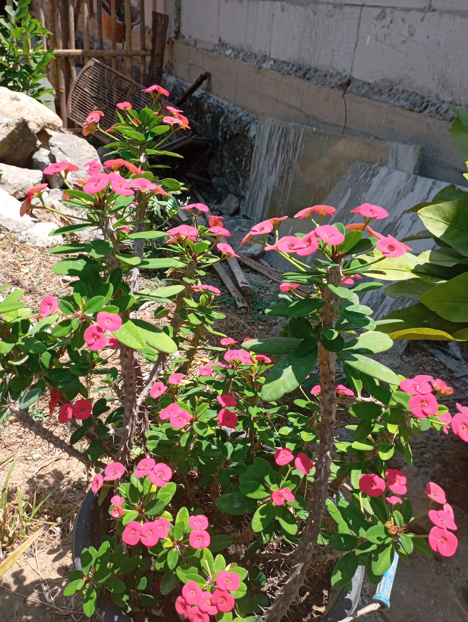 The image shows a close-up view of several flowering plants with bright pink blossoms and green leaves. The plants have thick, spiky stems. They are in a black pot, which is partially visible at the bottom of the frame. The background consists of a rough concrete wall with some debris, rocks, and a bamboo fence. A piece of metal, possibly a fan, is leaning against the fence. The scene appears to be outdoors in a sunny environment. The location is identified as Kecamatan Haurgeulis, Indonesia.