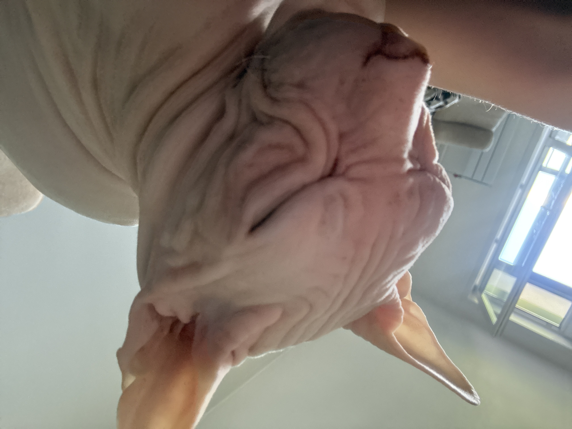 The image is a close-up, low-angle shot of a hairless cat, likely a Sphynx, seen from below. The cat's pink, wrinkled skin is prominent, with its head tilted upwards and its eyes appearing closed or partially closed. The cat's ears are large and droopy. The background is out of focus, but hints of an indoor setting are visible, including what appears to be a window with natural light streaming in, suggesting it could be daytime. The overall lighting is soft and diffused. The cat's posture and expression, combined with the unusual perspective, give the impression of curiosity or a relaxed state. There is no visible text in the image. The location context of Krasnoyarsk, Russia, does not provide specific visual cues within the image itself, but it sets a geographical context for the scene.