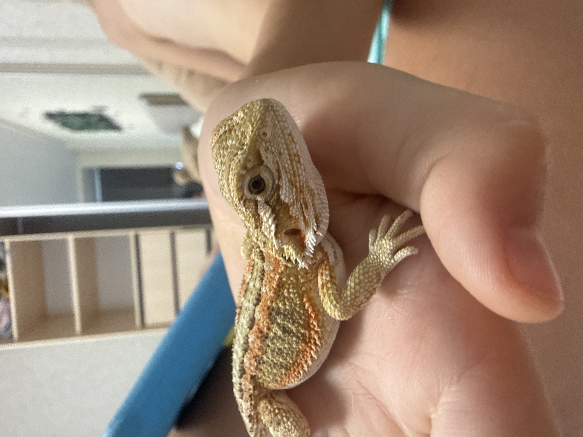 The image shows a close-up of a small, light brown lizard with orange and yellow markings being held in a person's hand. The lizard is positioned on the palm, with its head facing right. The background is blurred but appears to be an indoor setting with shelves visible on the left and a wall with a green object on it on the right. The hand holding the lizard is light-skinned. The lizard's scales are clearly visible, and its eye is dark. There is no information about the location in Partenit, Ukraine, in this image.