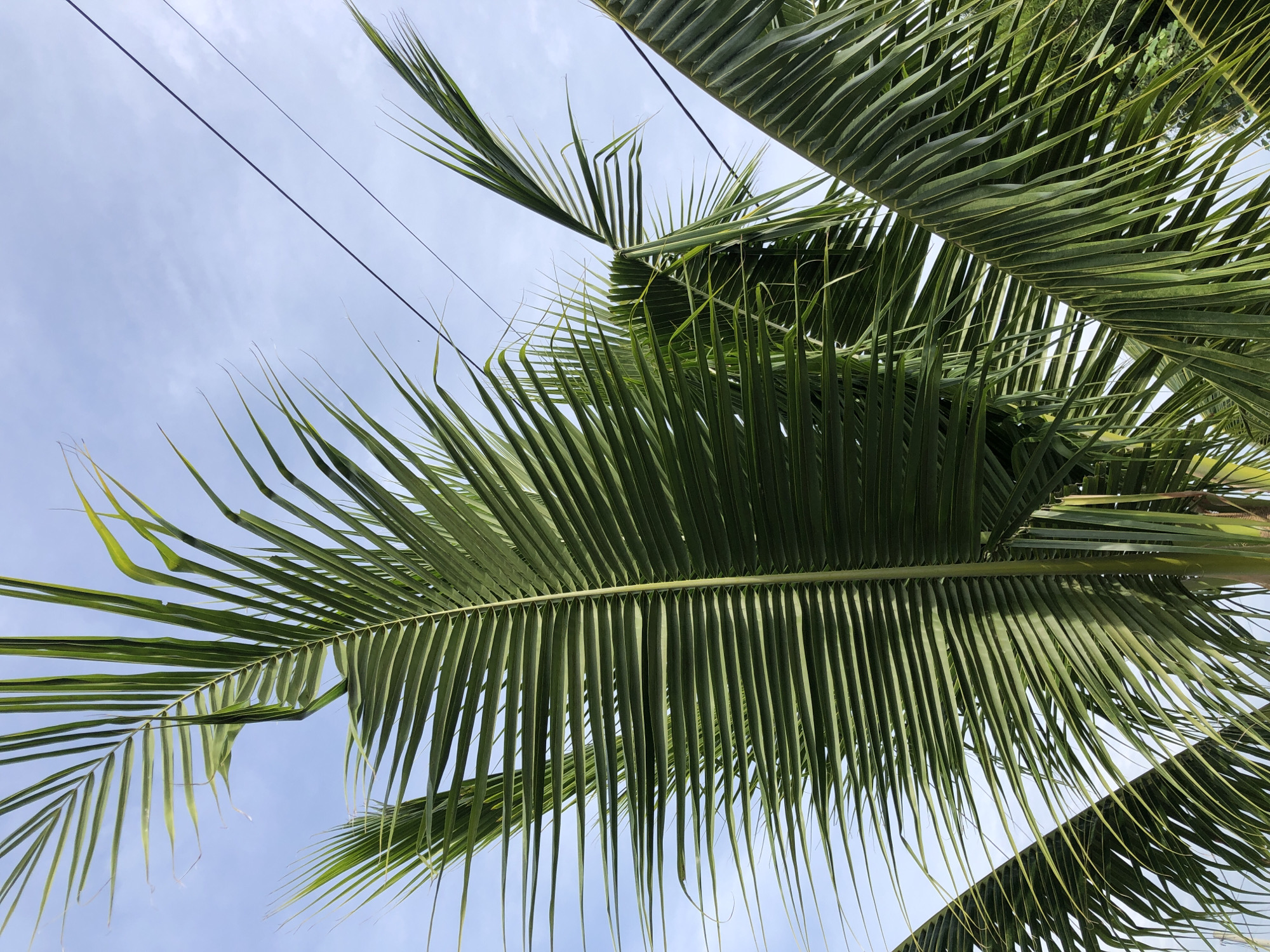 In Lhokseumawe, Indonesia, a coconut palm frond dominates the foreground of this image, its long, slender leaves fanning out against a pale blue sky with wispy clouds. Two dark electrical wires are strung diagonally across the upper right portion of the frame, partially obscured by the fronds. The perspective is looking upwards, emphasizing the scale of the palm and the open sky.