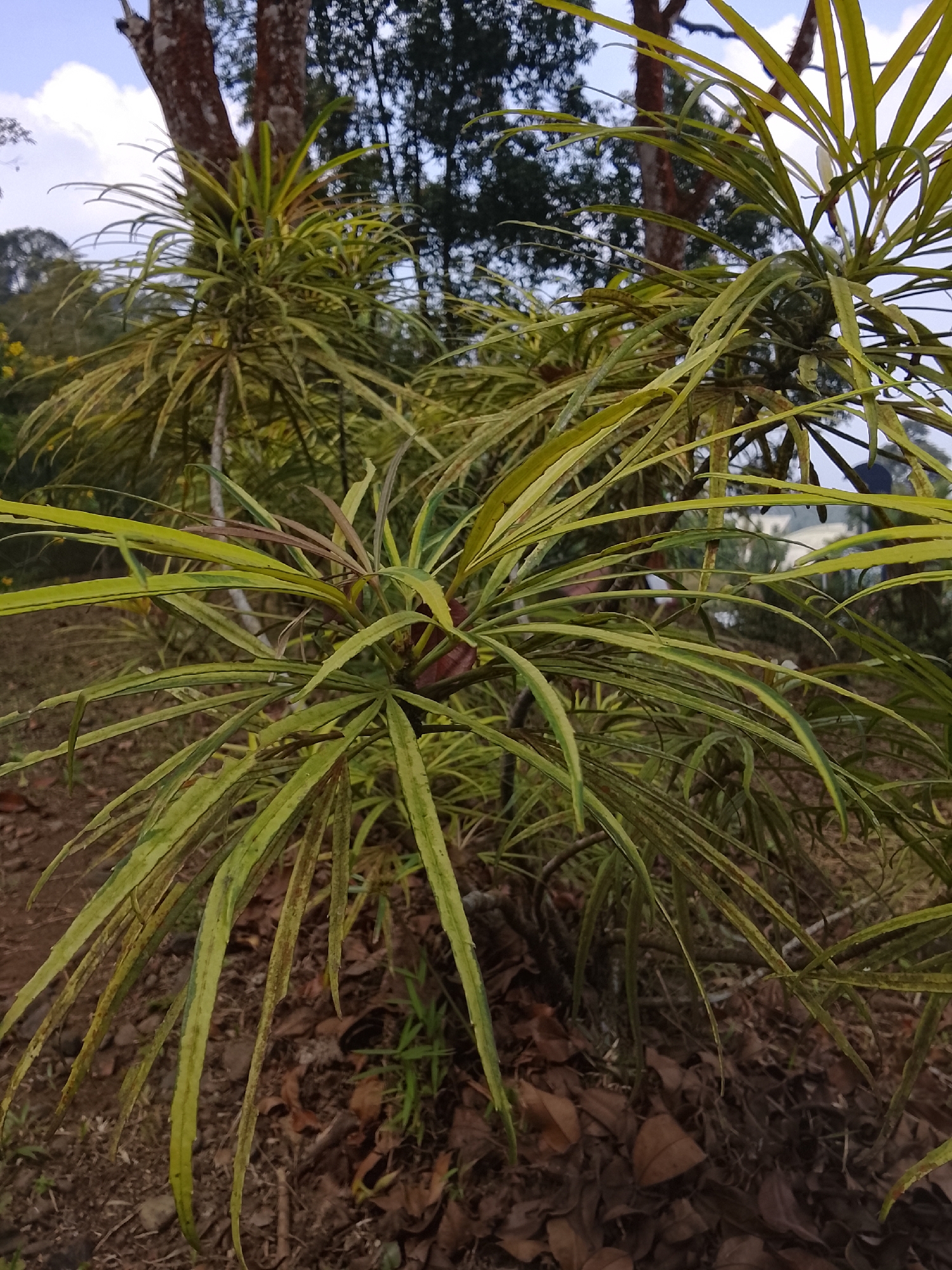 In Baturaden, Indonesia, this image captures a close-up view of a plant with long, slender, variegated green and yellow leaves. The leaves are arranged in a radial pattern, originating from the central stem. The plant appears to be in an outdoor setting, with a brown, earthy ground cover of fallen leaves and some sparse green grass visible at the bottom. In the background, a large tree trunk, possibly the host for the plant, is partially visible. Further in the background, the blurred shapes of more trees and foliage suggest a natural or semi-natural environment. The sky is a pale blue with some wispy clouds. The overall lighting suggests it is daytime, likely overcast or with diffused sunlight. There are no people visible in the image.