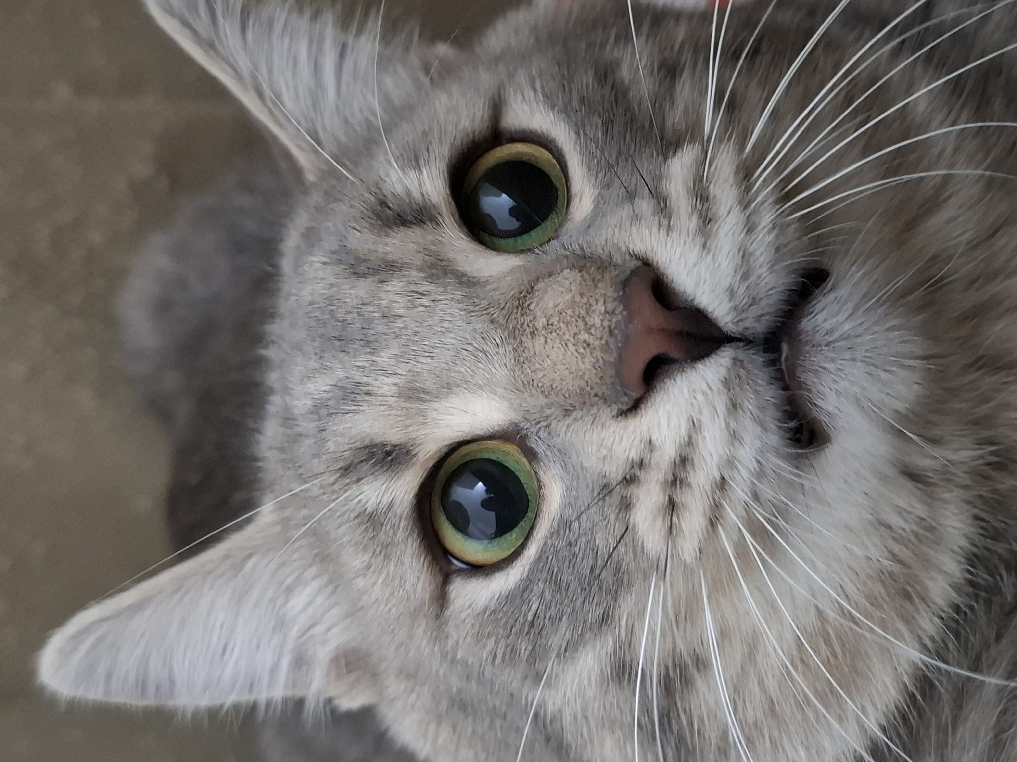 A close-up, angled view of a gray tabby cat's face. The cat has large, green eyes with black pupils that reflect the surrounding light, making them appear luminous. Its nose is pink and triangular. Long, white whiskers extend outwards from the cat's muzzle. The cat's fur is a mix of gray and white, with subtle stripes visible on its forehead and cheeks. The photo was likely taken in Novi Sad, Serbia, based on publicly available geolocation information associated with similar images.