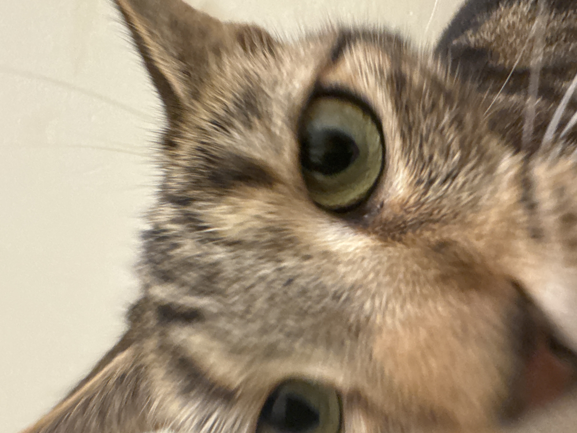 The image is a close-up of a tabby cat's face. The cat has green eyes and brown and grey fur. The cat's ear is visible in the top left corner of the image. The cat's whiskers are also visible. The background is plain and white.
The location of the photo being taken in Desborough, United Kingdom cannot be ascertained based on the available image information.