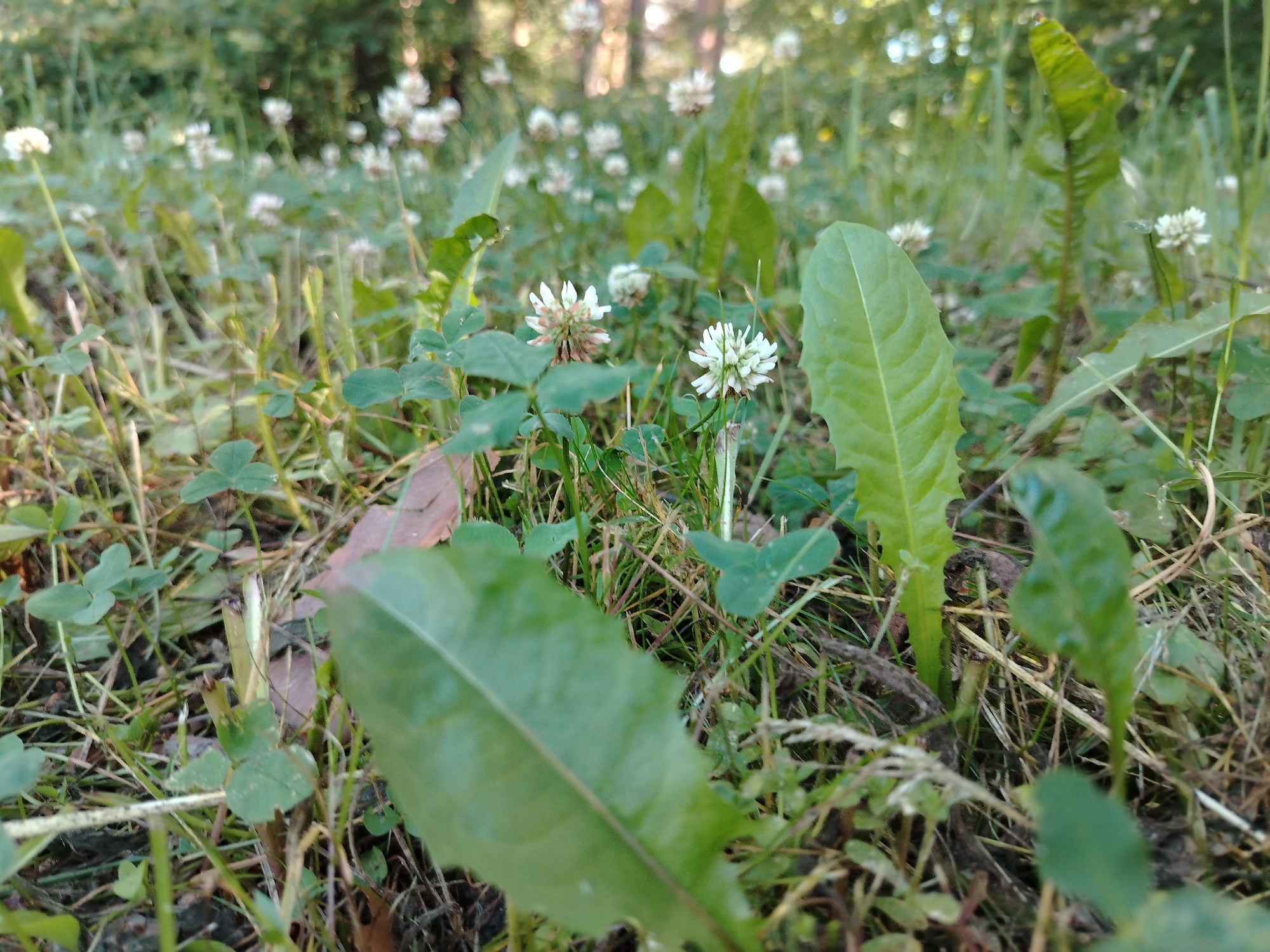 This is a low-angle, close-up photograph of a patch of ground covered in grass and small white clover flowers, likely taken outdoors in a natural setting. The foreground is dominated by large, textured green leaves, one of which is sharply in focus, while others are blurred. Several small, round white flower heads, characteristic of clover, are scattered throughout the scene, some fully bloomed and others partially developed. The background shows more of the grassy area with more clover flowers, and beyond that, a blurred suggestion of trees and foliage, indicating a wooded or park-like environment. The lighting suggests it might be daytime, possibly late afternoon, given the soft light and the way it illuminates the greenery. The focus is on the natural elements, emphasizing the textures and forms of the plants. There is no text visible in the image. The setting appears to be a serene, natural environment, possibly in or near Stroitel', Russia.