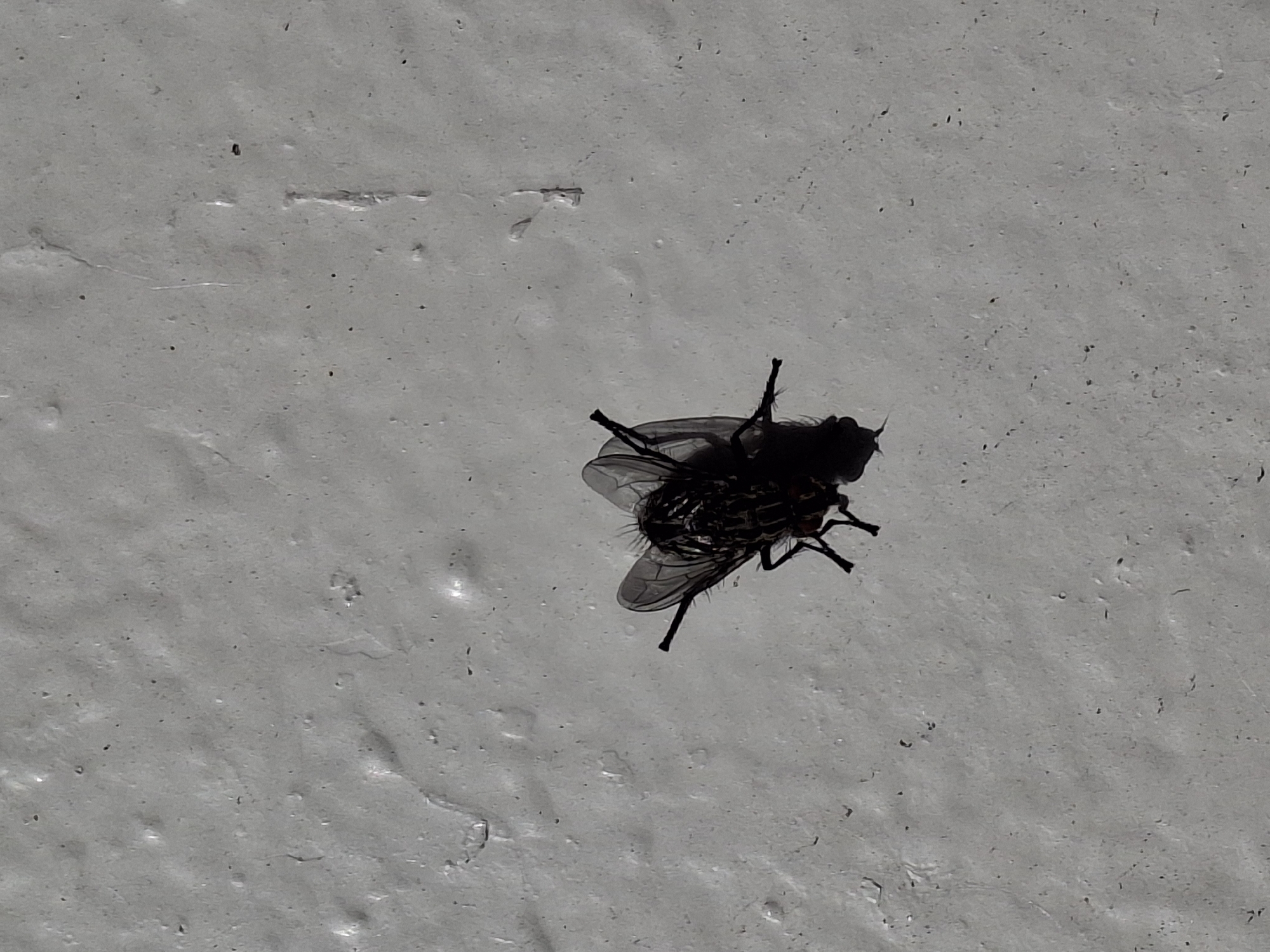 A close-up photograph shows a fly resting on a textured, light gray surface, likely a wall. The fly is dark in color, with visible wings and legs. The surface has an uneven texture with minor imperfections. The location and details are not sufficient to identify the location as being in Rostock, Germany. No people, actions or interactions are present in the image.