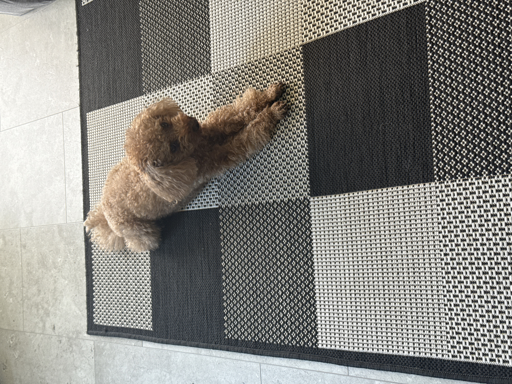 A brown poodle lies on a black and white patterned rug, with a grey tiled floor visible around the edge of the rug. The rug is composed of alternating black and white square sections. The photograph does not provide enough information to determine its location within Plovdiv, Bulgaria.