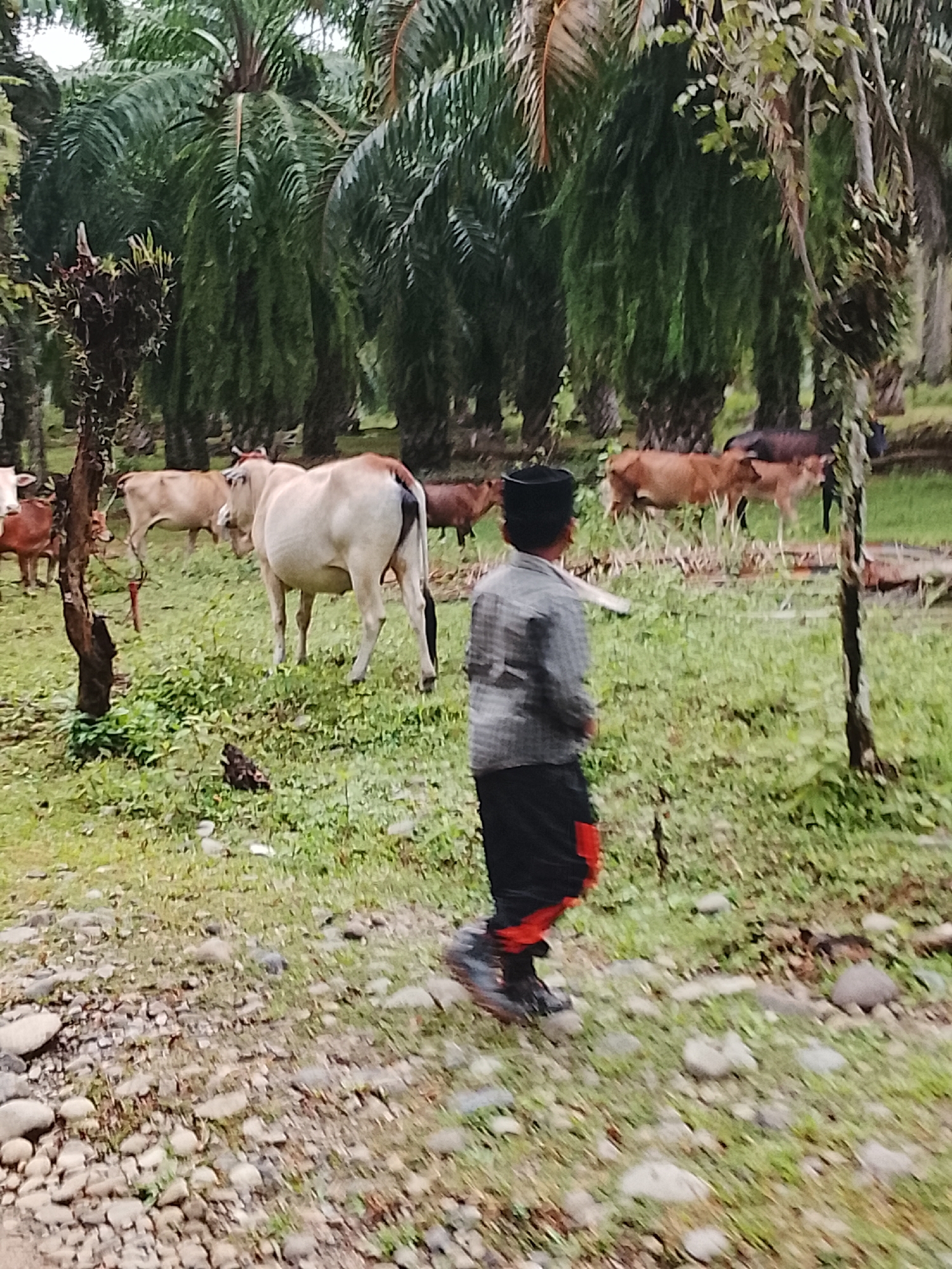 A young male wearing a black cap and a checkered shirt is walking in a grassy field among several cows, near palm trees. The scene appears to be a rural area in Sarah Mane, Indonesia. The boy is wearing black pants with red accents and dark shoes. In the background, a herd of cows are grazing. Some are light brown, while others are white and brown. The environment is lush and green, with tall palm trees dominating the background. The ground is covered with grass and scattered rocks.