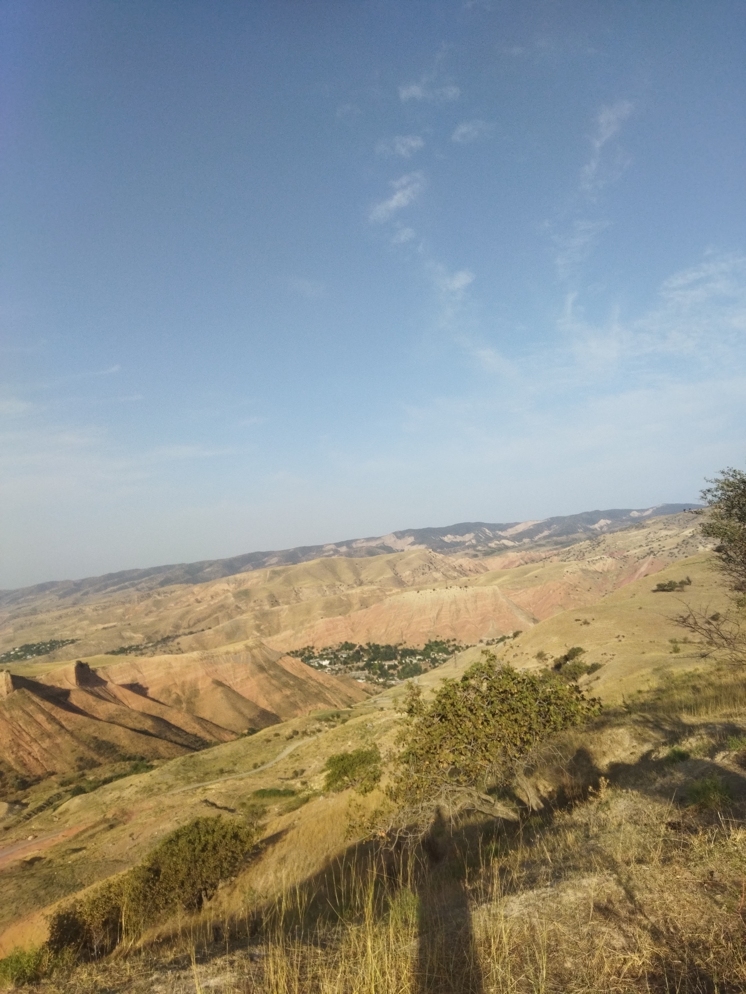The image captures a panoramic view of a semi-arid, mountainous landscape, likely in the vicinity of Mailuu-Suu City, Kyrgyzstan. The foreground is dominated by dry, golden grasses and a gnarled, leafy tree casting distinct shadows on the sun-drenched ground. A dirt path winds its way up the hillside, hinting at human passage.
In the mid-ground, the terrain rolls and undulates, with slopes covered in sparse vegetation of similar golden hues. The distinct geological formations of the mountains are visible, characterized by striated layers of reddish-brown rock. In the distance, nestled within a valley, a small settlement can be observed with houses and green trees, suggesting an oasis of life amidst the rugged terrain. The background features a range of distant mountains, their shapes softened by atmospheric haze. The sky above is a clear, pale blue with scattered wisps of white clouds. The lighting suggests it is late afternoon, with the sun casting long shadows. There are no people visible in the image.
