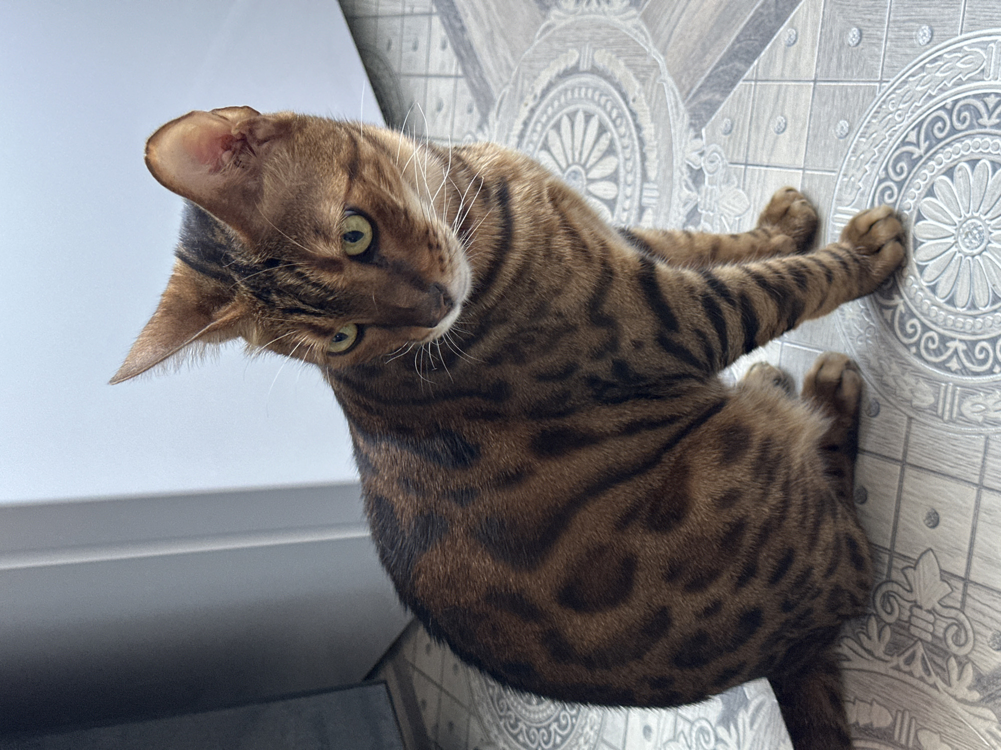 A Bengal cat is sitting on a patterned floor. The cat has brown and black markings, green eyes, and white whiskers. It is looking to the right of the frame. The floor is tiled with a grey and white circular pattern. The background consists of a grey and white wall or cabinet. The image is taken indoors. There is no information about the location in the city of Energetik, Russia.