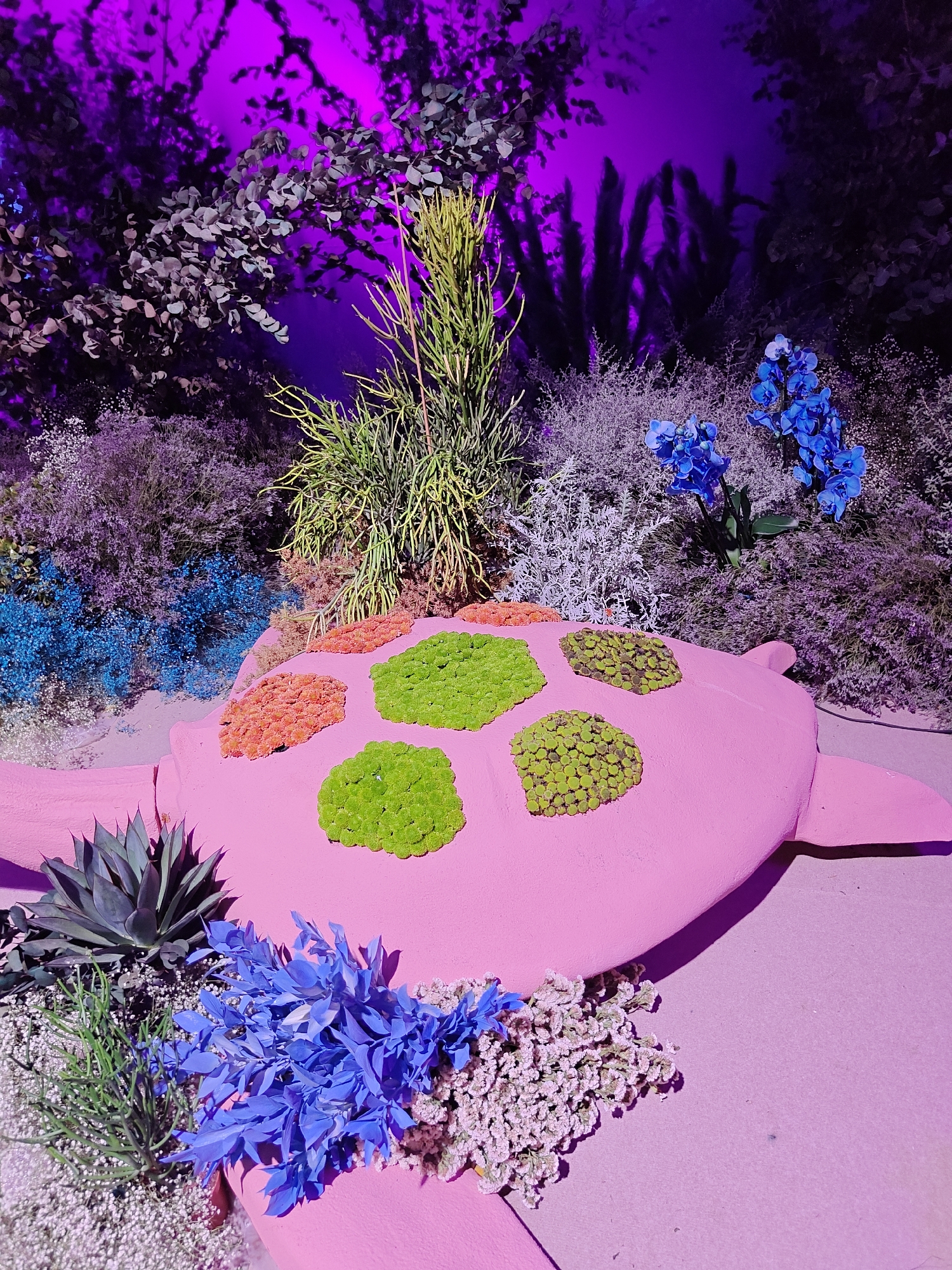 This is a photograph of a whimsical, artistic display with a pink turtle sculpture as the central focus. The turtle's shell is decorated with circular patches of brightly colored floral arrangements, alternating between vibrant green and reddish-orange. Surrounding the turtle is a densely planted garden-like environment. Various types of plants with different textures and colors are visible, including wispy, light-colored foliage, spiky succulents, and bunches of delicate blue flowers. The entire scene is illuminated with vibrant purple lighting, creating a dramatic and dreamlike atmosphere. The display appears to be set up indoors or in a controlled environment, possibly for an event or exhibition, as indicated by the smooth, uniform pink surface beneath the turtle and flowers, which resembles a stage or display platform. The image does not contain any people or discernible elements that would indicate its specific location within Tel Aviv, Israel, beyond the general artistic context.