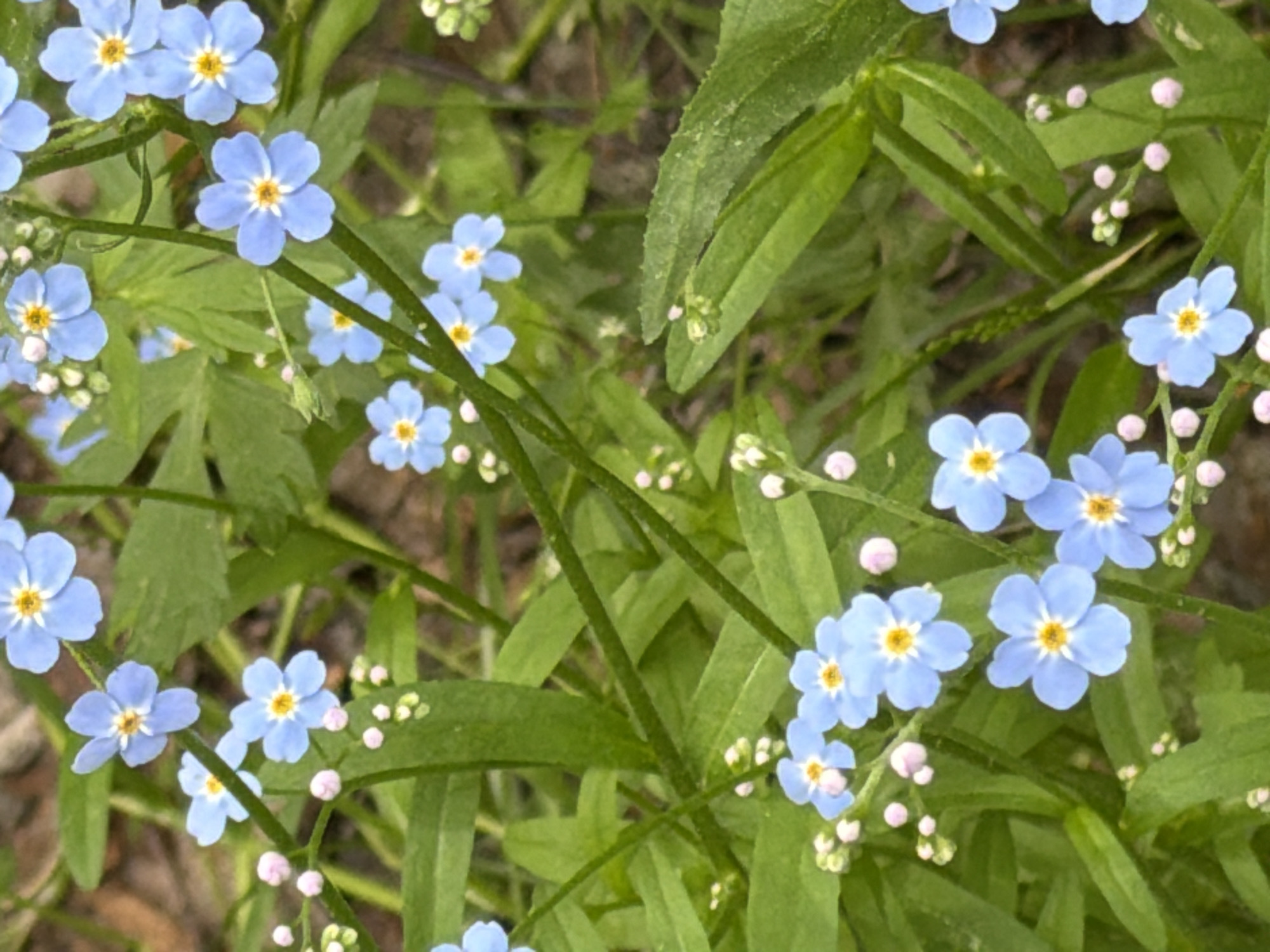 This is a close-up, eye-level shot of forget-me-not flowers in bloom. The flowers are small, with five delicate sky-blue petals surrounding a yellow center. They grow in clusters on thin green stems, interspersed with green leaves and small, unopened pink buds. The background is softly blurred, suggesting an outdoor environment with dappled light. The overall impression is one of natural beauty and the arrival of spring. This scene is likely located in a garden or natural area in Kuznechnoye, Russia, a town known for its picturesque landscapes and proximity to Lake Ladoga, which would support abundant flora.