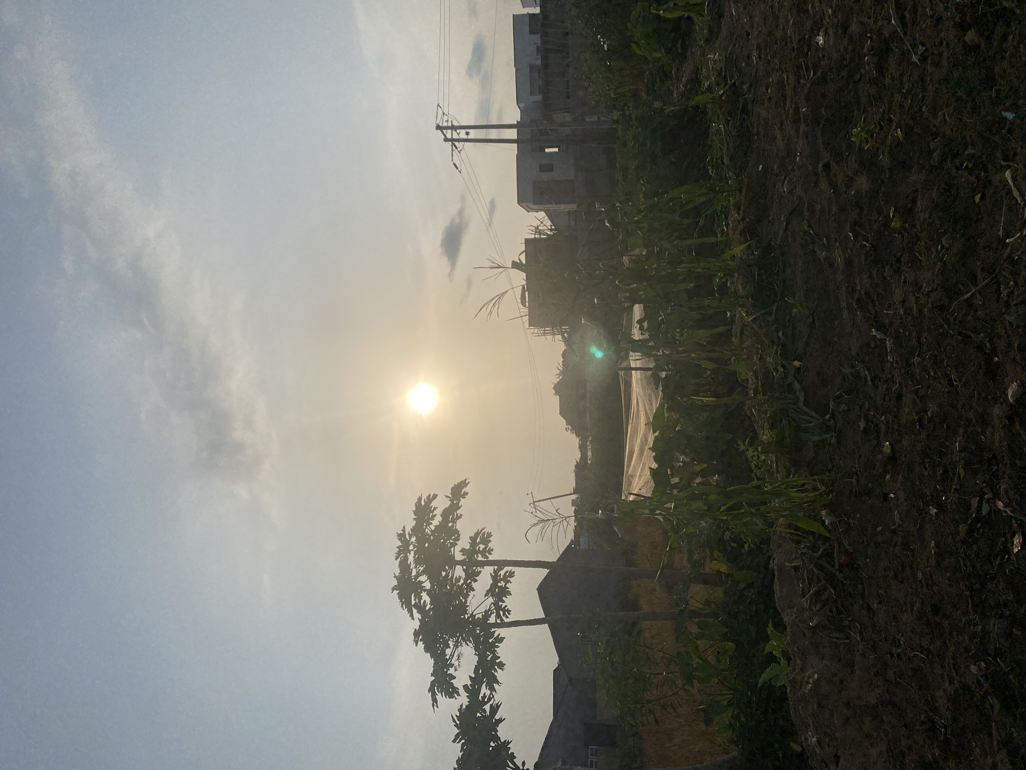 An outdoor, full-shot photograph captures a sunlit rural landscape at dusk in Abuja, Nigeria. The setting sun, a bright orb in the hazy sky, casts a warm glow over the scene. In the foreground, dark, tilled earth is visible, interspersed with green foliage, including what appears to be corn stalks and other vegetables. Two papaya trees stand tall on the left, their leaves silhouetted against the sky. Behind them, a few low-rise buildings with dark roofs are present. Further in the background, more modern-looking residential structures are under construction, with visible scaffolding. A utility pole with power lines stands on the right side of the frame, indicating the proximity of infrastructure. The overall atmosphere is one of rural serenity transitioning into evening, with elements of agricultural life and ongoing development.