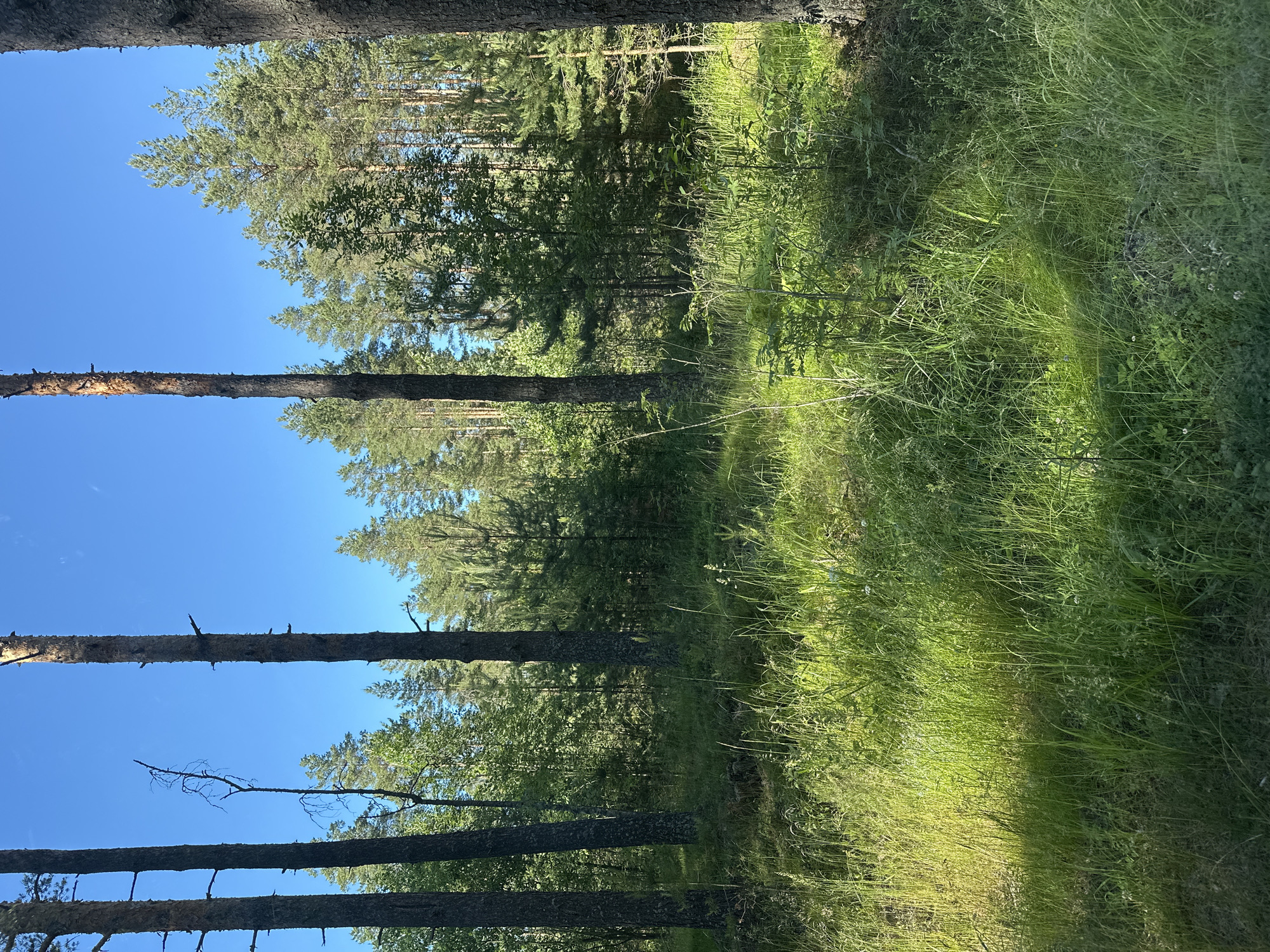 The image depicts a sun-drenched forest floor in Koloskovo-2, Russia. Tall, slender pine trees dominate the scene, their rough bark visible against a clear blue sky. The ground is covered in a thick carpet of vibrant green grass and various wildflowers, some of which are illuminated by shafts of sunlight filtering through the dense canopy. The overall impression is one of a peaceful, natural environment, untouched by human activity.