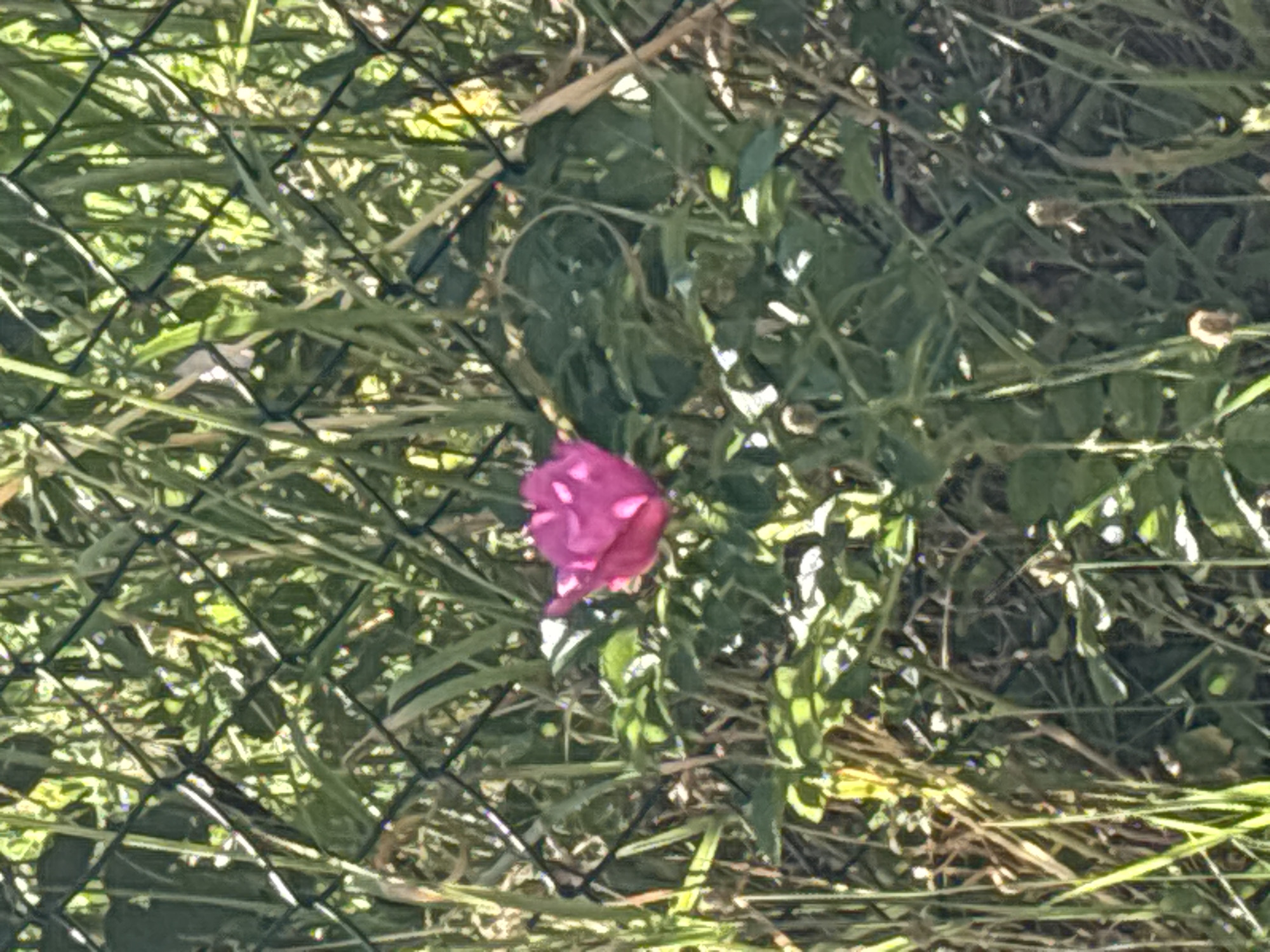 The image shows a close-up, outdoor view of a pink flower in a natural setting. The flower is in focus, with its petals unfurled. It appears to be a single bloom, positioned slightly to the left of the center of the frame. Surrounding the flower is lush green foliage, suggesting it is growing amongst other plants and grasses. The scene is partially obscured by a dark, diamond-patterned mesh fence in the foreground, which runs diagonally across the image from the bottom left to the top right. The lighting suggests it is daytime, with sunlight filtering through the leaves and creating bright highlights. The overall impression is one of a natural, perhaps wild, environment. There is no text visible in the image.