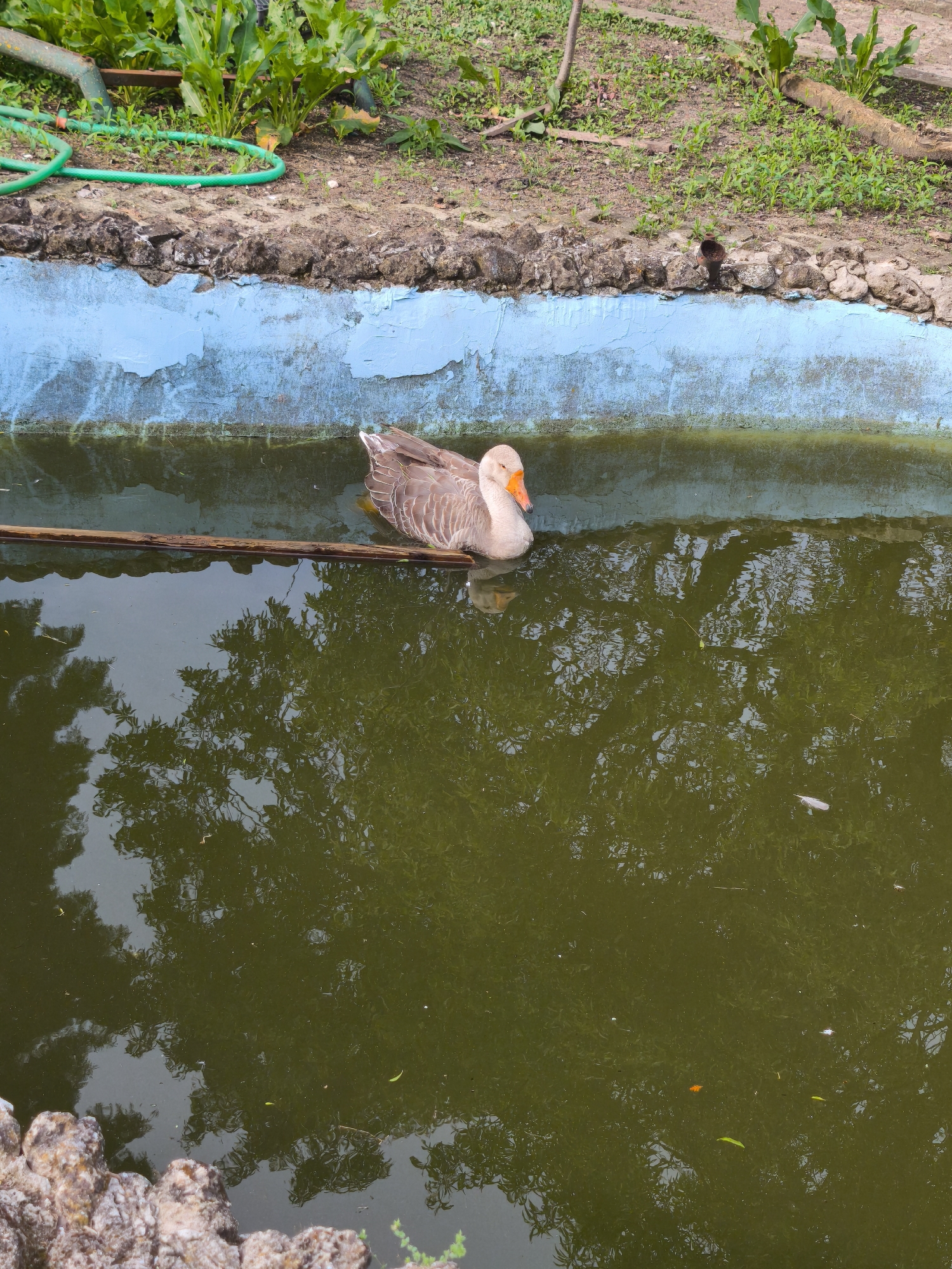 A single brown and white goose is swimming in a murky, green-colored pond. The pond is rectangular with a concrete border painted in blue that shows signs of wear and tear. Surrounding the pond's edge is a grassy area with various plants and a green garden hose visible. Reflections of trees are visible in the pond's surface. The bottom left corner of the frame shows a rock edge. The location is possibly in Avren, Bulgaria.