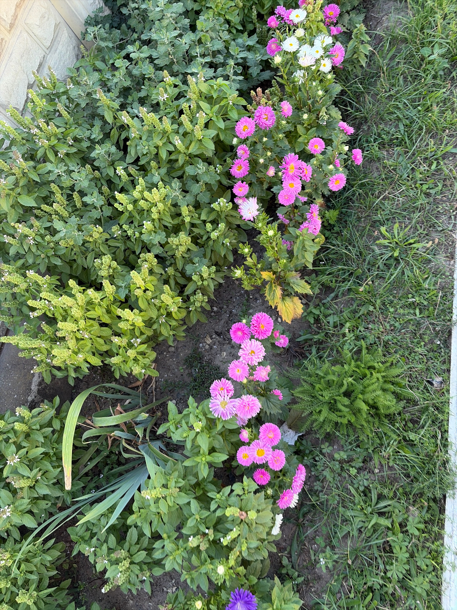 The image shows a close-up, top-down view of a garden bed with a variety of plants. On the left, there are dense green plants with small white flowers or buds. Adjacent to these, on the right side of the image, are rows of pink and white aster flowers. The asters are in various stages of bloom, with some fully open and others still in bud. The garden bed is bordered by a patch of green grass on the far right. The scene appears to be outdoors in a residential or public garden setting. The location is identified as Oxentea, Moldova.