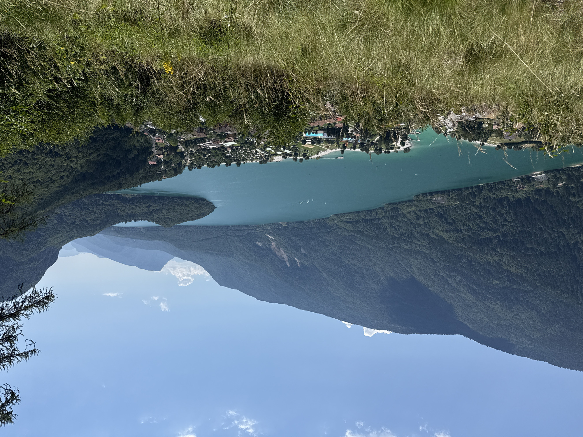 The image is a high-angle, wide-shot photograph of a picturesque mountain lake and its surrounding landscape. The foreground is dominated by tall, dry grass swaying in the breeze, obscuring a clear view of the terrain immediately below.
The mid-ground features a vibrant turquoise lake, identified as Lake Molveno, with several sailboats scattered across its surface. Along the shoreline of the lake, a bustling town or village is visible. This settlement includes a beach area with numerous sunbathers, swimming pools, and a collection of buildings, some appearing to be hotels or resorts. A road with cars winds through the developed area. Dense green trees cover the slopes of the mountains that rise steeply from the lake's edge.
The background is characterized by imposing, tree-covered mountains that form a dramatic backdrop to the scene. The sky is a clear, bright blue, with a few wispy white clouds. The overall impression is a serene and idyllic vacation destination nestled within a stunning natural environment. The specific location within the city of Molveno, Italy, is inferred to be a viewpoint overlooking the lake and the town.
