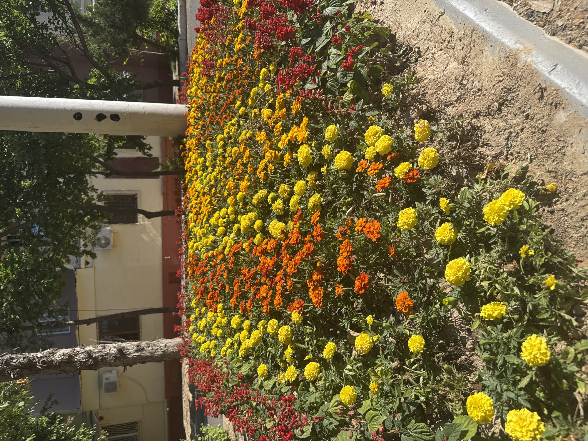 A ground-level, outdoor shot depicts a flowerbed with dense rows of yellow and orange marigolds, and red salvia flowers. The flowers are planted along a raised dirt bed bordered by a concrete curb. Behind the flowerbed, a cream-colored building is partially visible with windows and a white air conditioning unit. To the left of the building, a white metal pipe runs horizontally. Trees with green foliage frame the edges of the building. The photograph was taken in Tashkent, Uzbekistan.