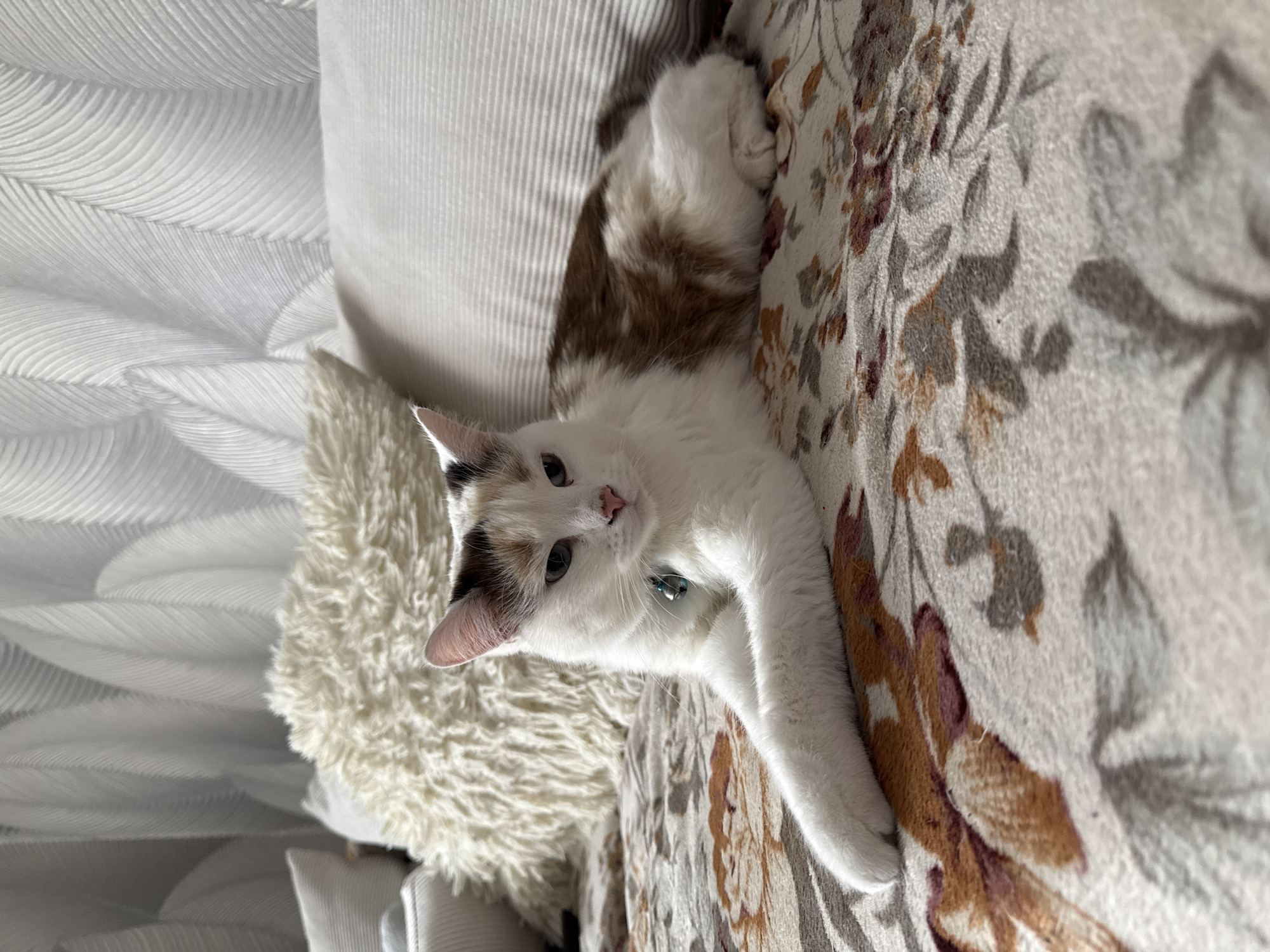 A white domestic cat with brown and black patches on its fur and ears is the central subject of the image. The cat has light-colored eyes and a pink nose, and wears a light blue collar with a small metallic bell. It is lying down, seemingly resting on a patterned surface, and is looking directly towards the viewer.
The surface the cat is on appears to be a blanket or upholstery, featuring a floral or leaf-like pattern in muted tones of brown, maroon, grey, and beige against a light background. To the left of the cat, there is a fluffy, off-white pillow or blanket, providing a soft texture contrast. Further to the left, another background element with a textured, possibly pleated or wavy, white pattern is visible. The lighting is bright, suggesting an indoor setting during daylight hours, with soft shadows creating depth. The overall impression is one of a calm and relaxed scene. There is no visible text in the image. The image itself is rotated 90 degrees counter-clockwise, making the cat appear to be lying on its side.