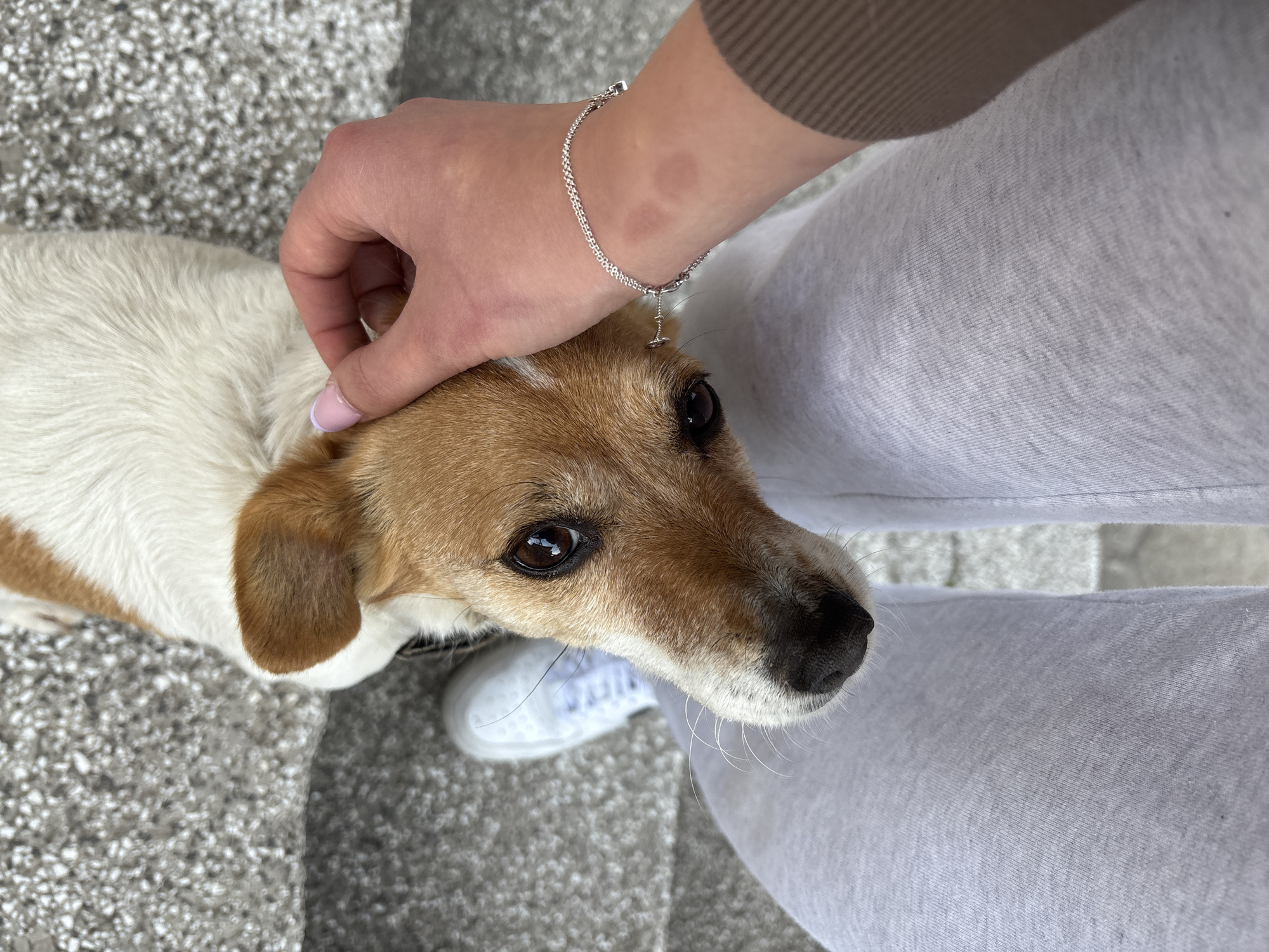 A medium shot captures a person petting a brown and white dog. The dog is looking up at the person with dark eyes. The person's hand, adorned with a silver bracelet, is gently stroking the dog's head. The person is wearing grey sweatpants. A portion of a white sneaker is visible behind the dog's snout. The background shows concrete steps or a paved area. The location is Panagyurishte, Bulgaria.