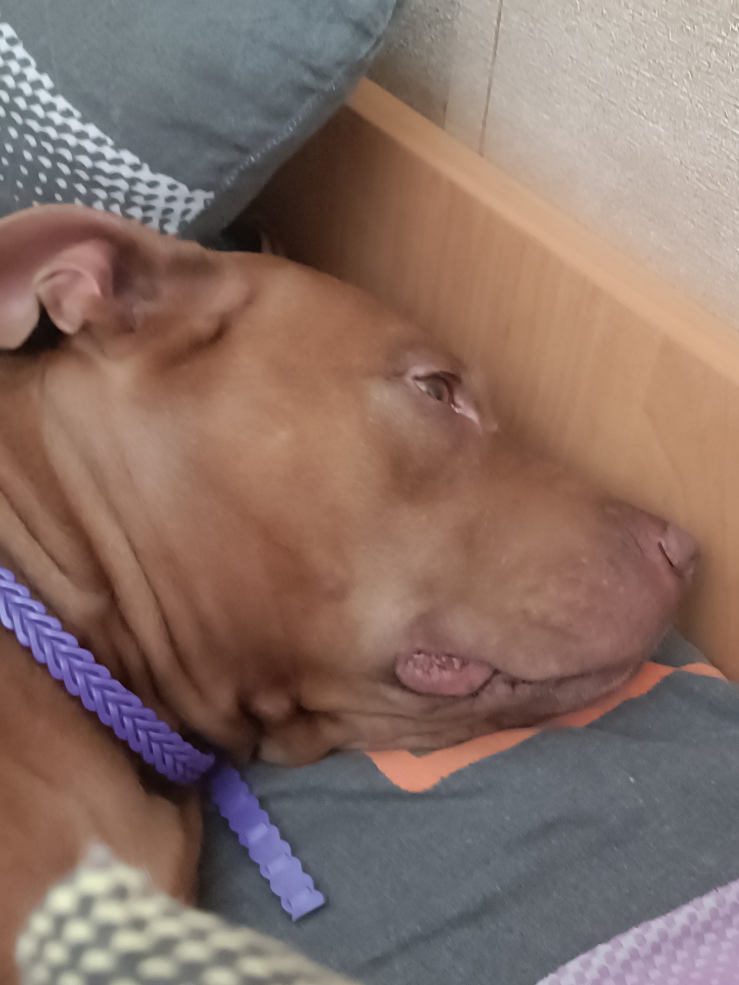 A brown dog is sleeping on its side, with its head resting on a gray blanket. A purple braided collar is around the dog's neck. The dog's mouth is slightly open, and its tongue is visible. The background is out of focus, but appears to be a wooden surface and a textured wall. The location is unknown.