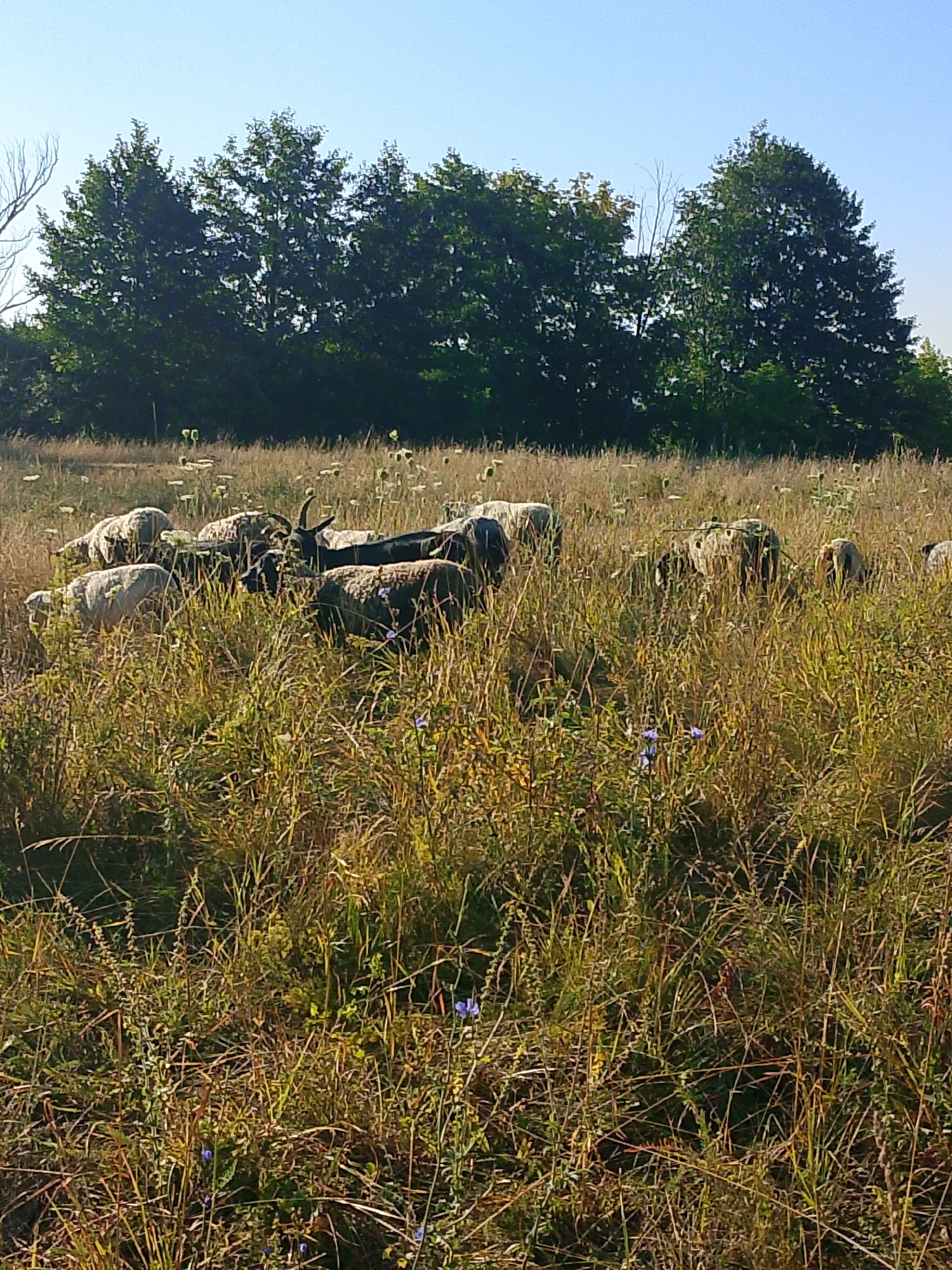 A herd of sheep grazes in a dry, grassy field with scattered white wildflowers and some blue chicory flowers. In the background, a dense line of deciduous trees forms a dark green border against a clear blue sky. The sheep are of various colors, including white and dark gray, and some appear to be actively grazing. One sheep in the center of the frame has prominent curved horns. The environment suggests a warm, sunny day in a rural or natural setting.
