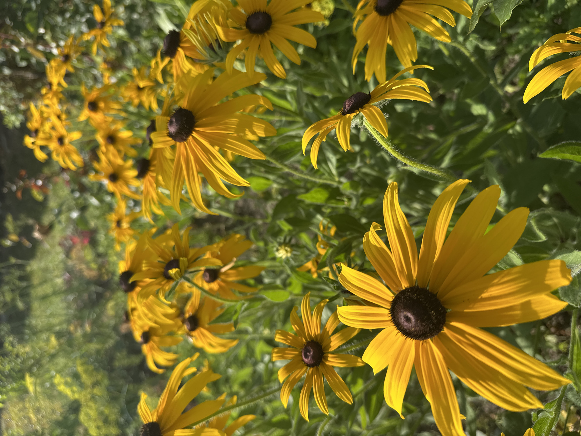 The image displays a close-up, slightly angled view of a patch of Black-eyed Susans (Rudbeckia hirta) in full bloom. The flowers are predominantly yellow with dark brown, almost black, centers. Many of the flower petals are long and slender, some slightly curled or drooping, catching the sunlight and casting delicate shadows. The background is a blur of green foliage and other yellow flowers, suggesting a garden or meadow setting. The overall lighting indicates it is daytime, with sunlight filtering through the leaves and highlighting the vibrant yellow of the petals. The focus is sharp on the foreground flowers, particularly one large bloom on the right, while the background becomes progressively softer and out of focus. The stems of the flowers are visible, appearing fuzzy and green, typical of this species. There is no visible text in the image. The scene evokes a feeling of natural beauty and the warmth of a sunny day, likely in late summer or early autumn when Black-eyed Susans are typically in season. The location context of Târgu Neamț, Romania, suggests this photograph was taken outdoors in a natural or cultivated landscape in that region.