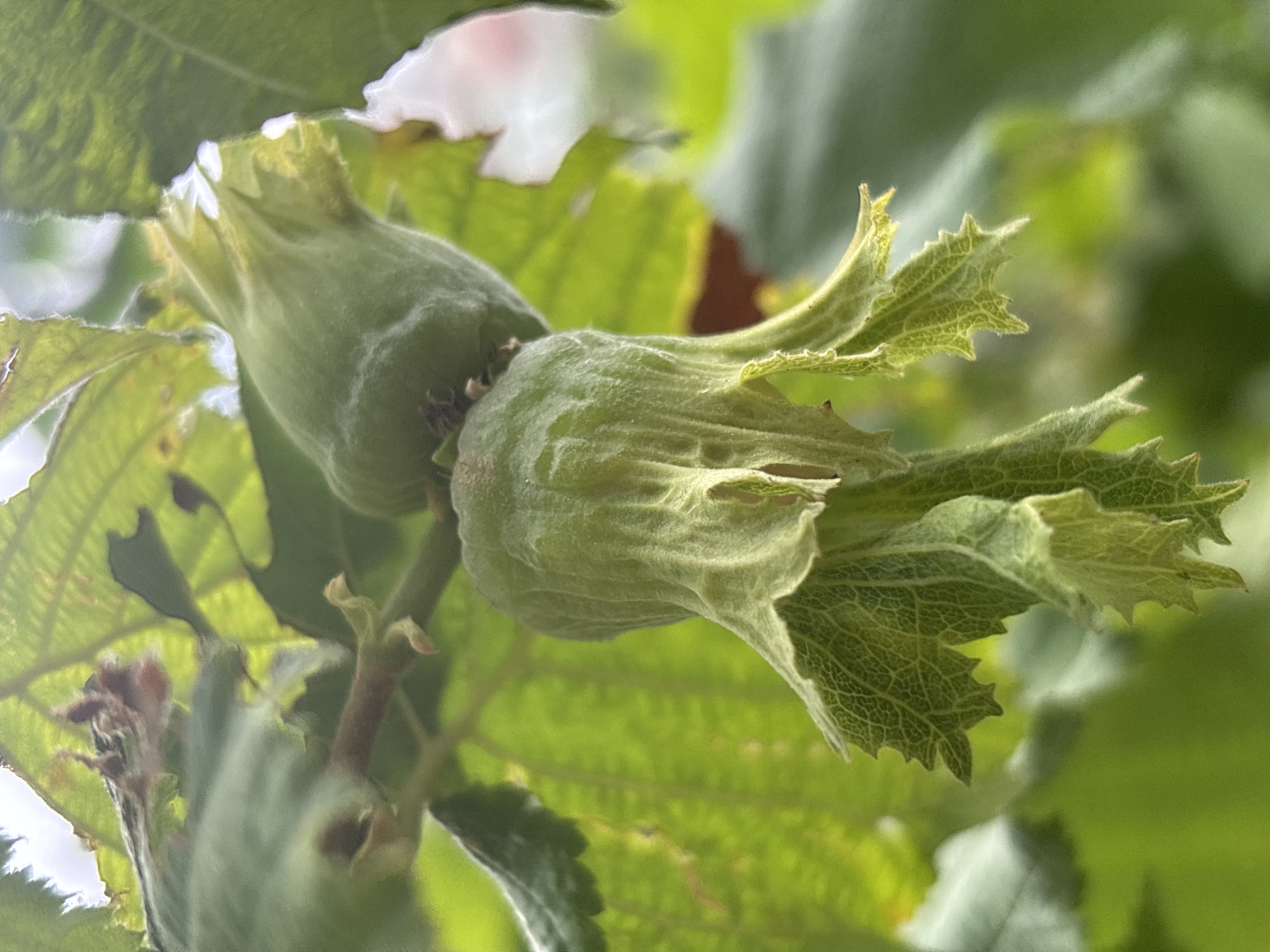 A close-up, low-angle shot captures two immature hazelnuts, encased in their green husks, hanging from a branch. The hazelnuts are the primary subjects, with their fibrous, leaf-like husks prominently displayed. The husks are a pale green, almost translucent in places, with visible veins and serrated edges. Tiny, wispy hairs cover their surface. One hazelnut hangs directly below the other, appearing slightly larger and more developed. The background is a blur of green leaves, indicating a natural, leafy environment. The lighting suggests it is daytime, with sunlight filtering through the foliage, creating bright highlights. The image does not provide any information about the city of Sochi, Russia, or any human presence. The scene is focused solely on the botanical detail of the developing hazelnuts.