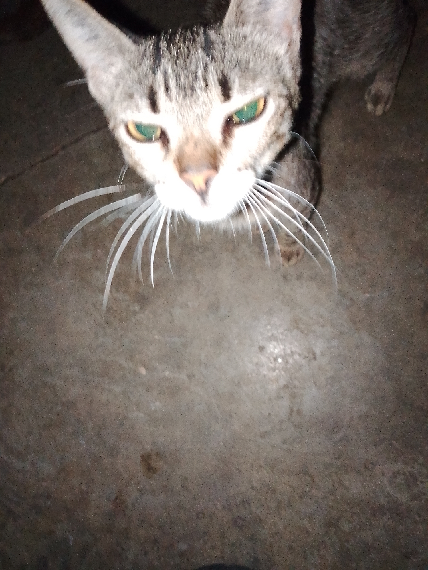 A high-angle, close-up shot focuses on the face of a grey tabby cat with green eyes. The cat's fur is striped with black and white, and its whiskers are long and white. The cat is looking directly at the camera. The background is a dark, textured surface that appears to be concrete. The image was taken in Santa Ana, Venezuela.