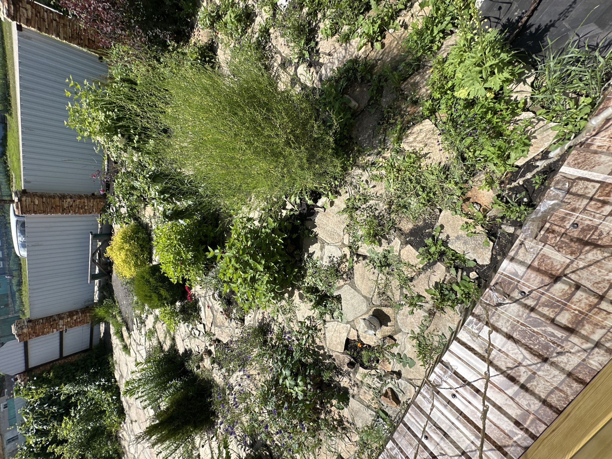 The image depicts a sunlit, outdoor scene of a garden area with a stone pathway. Various plants and greenery are visible, including small shrubs and taller bushes. A light-colored metal fence with brick-patterned pillars runs along the back of the scene. To the left of the fence, a wooden bench is visible. In the foreground, a portion of a transparent material with a brick pattern, possibly a roofing or covering material, is present. The ground is covered with flagstone pavers interspersed with soil and vegetation. The overall impression is that of a partially maintained or somewhat overgrown garden area on a clear day.