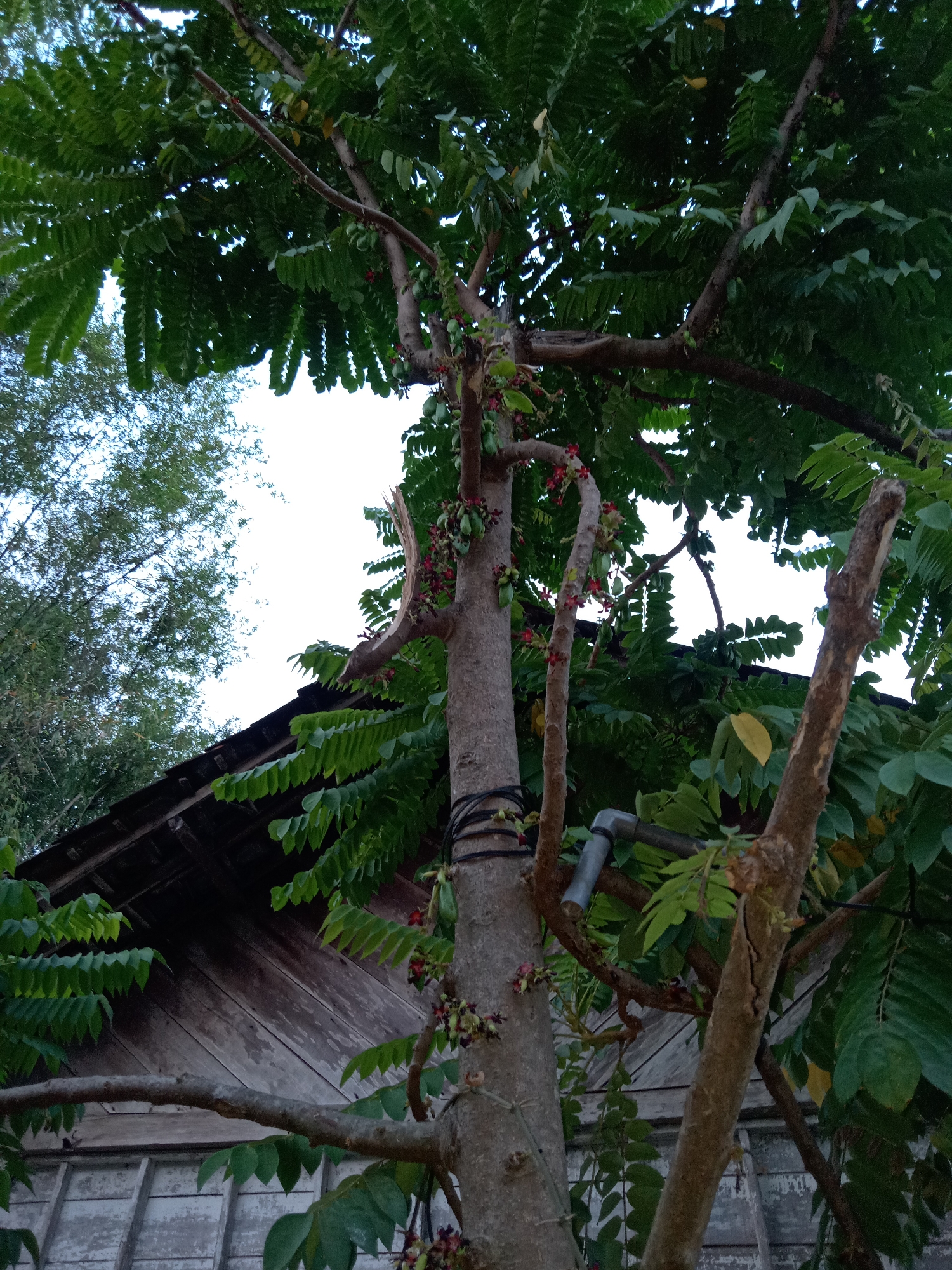 This image depicts an outdoor scene in the city of Jumput, Indonesia, featuring a tree with small, dark red fruits or flowers hanging from its branches. The tree's trunk is textured and appears to be of moderate thickness. In the background, a portion of a wooden building with a dark, sloped roof is visible. The building's exterior walls are constructed of weathered, light-colored planks arranged horizontally. Lush green foliage from the tree and other surrounding vegetation dominates the upper and middle portions of the frame. The sky, visible through the leaves, is bright, suggesting it is daytime. A black band is wrapped around the tree trunk. A metallic pipe or conduit is attached to one of the tree's branches. The overall impression is one of a natural setting adjacent to a simple dwelling.