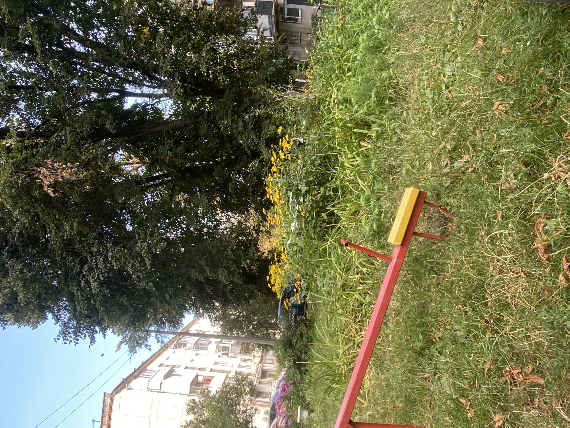This is a photograph taken outdoors in Poltava, Ukraine, likely during the daytime. The scene depicts a patch of overgrown greenery with a cluster of yellow flowers and some pink flowers in the background, interspersed with a dark-colored car. In the foreground, a red seesaw-like structure with a yellow seat is visible, positioned on a grassy area. Behind the vegetation, there are apartment buildings, one with a white facade and balconies, and another in a lighter color with visible windows. A large tree with dark green foliage dominates the right side of the frame, casting shadows. Power lines are visible against a clear blue sky.