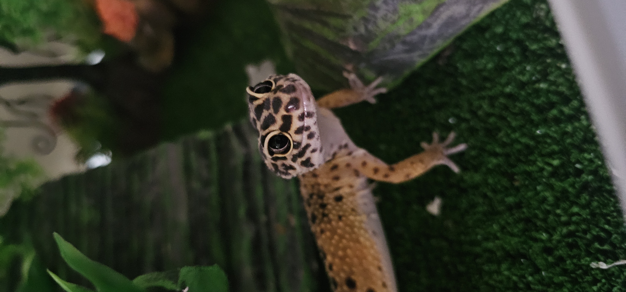 This image presents a close-up, eye-level view of a Leopard Gecko (Eublepharis macularius) positioned on a green, artificial turf substrate. The gecko's body is mottled with distinct black spots on a base of golden-yellow and light tan, with a lighter ventral surface. Its prominent black eyes are encircled by bright yellow-gold rings, and its head is slightly elevated and turned slightly towards the right. Four splayed limbs support its body. The background is out of focus, revealing blurred dark green foliage elements and brown-grey textured structures, indicative of an indoor terrarium environment. A white edge is visible in the bottom right foreground. The scene is located in the city of Moscow, Russia.