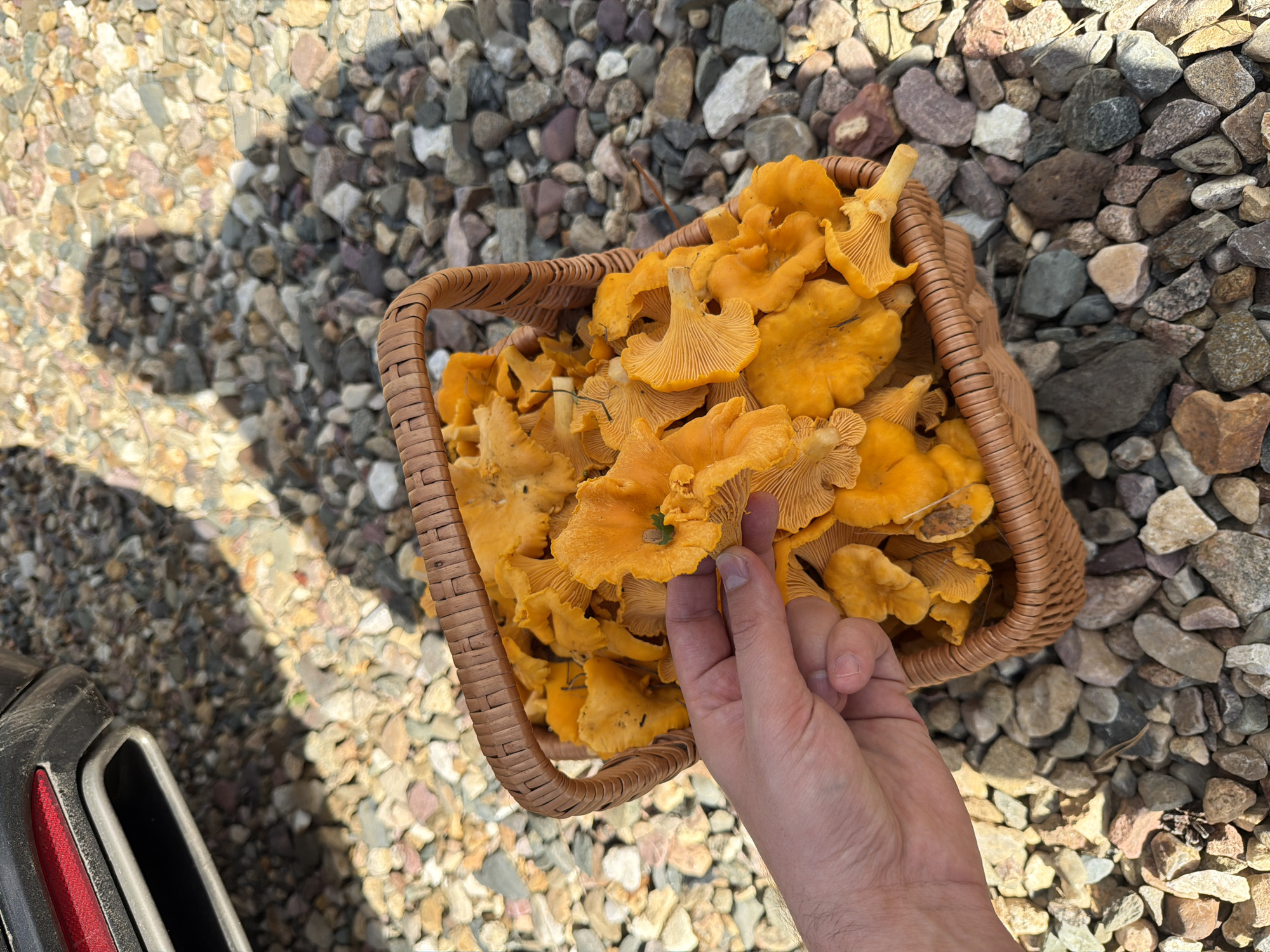 A close-up shot shows a hand holding a chanterelle mushroom above a woven basket overflowing with the same mushrooms, set against a backdrop of gravel. The basket is positioned on the ground, which is covered in a variety of small, multicolored stones and pebbles. In the upper left corner of the frame, a portion of a dark vehicle's bumper is visible, including a red taillight and a chrome exhaust pipe. The scene appears to be outdoors, with sunlight casting shadows on the gravel, including a silhouette of a person. There is no indication that this scene is located in the city of Okhotino, Russia.