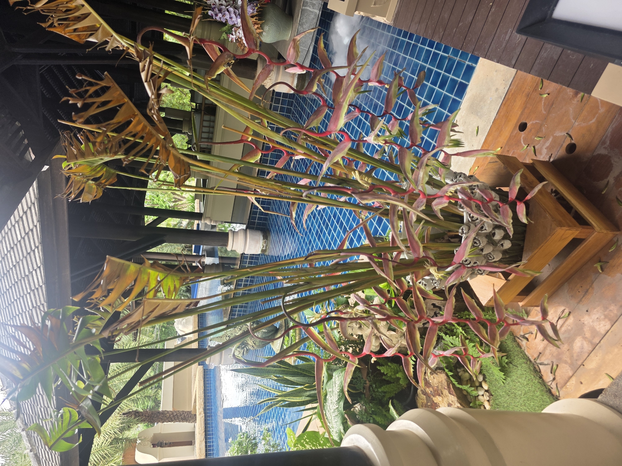 The image depicts an outdoor scene, possibly a resort or hotel in Baan Bo Phut, Thailand, with a swimming pool as the dominant background element. The pool is tiled with blue squares and reflects the sunlight. In the foreground, a large arrangement of tropical plants, featuring long, green stalks and red and green heliconia flowers, is prominently displayed in a wooden planter. The plants appear somewhat dried and weathered in parts. Surrounding the planter are more tropical plants, rocks, and a small patch of artificial grass. To the left, a large, beige, pillar-like structure is visible, partially obscuring the view. The area is covered by a dark, sloped roof supported by wooden beams, suggesting an open-air pavilion or covered walkway. A wooden deck is present in the lower right portion of the frame. No people are visible in the image. The overall impression is one of lush, tropical vegetation contrasted with the clean lines of a resort environment.