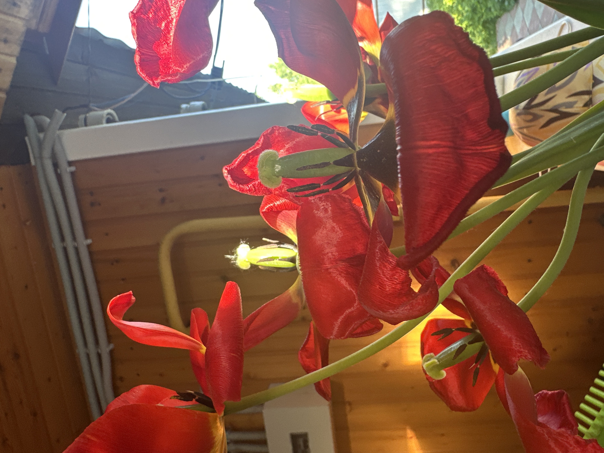 The image shows several red tulips in varying stages of bloom. The flowers are positioned against a background consisting of a wooden wall or ceiling, possibly within an attic or room with exposed beams. A set of white plastic conduits runs along the surface near the top of the frame. Natural light filters through, casting shadows and illuminating the petals of the flowers. The stems of the tulips are green. A patterned object is visible in the upper right corner, appearing to be fabric. The location is not discernible from the visual information provided and therefore can not be confirmed to be within the city of Nizhny Novgorod, Russia.
