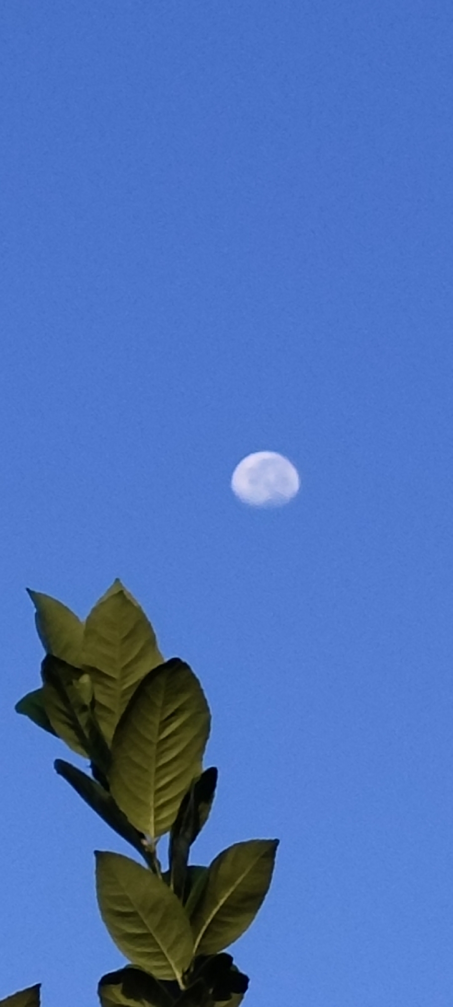 A full-frame, vertical shot captures a bright blue sky with a partially obscured moon in the upper middle. In the lower left quadrant, a cluster of vibrant green leaves from a plant extends into the frame. The lighting suggests daytime, as the moon is visible against the blue sky. There is no discernible urban context or specific landmark to indicate the location in Lhokseumawe, Indonesia.