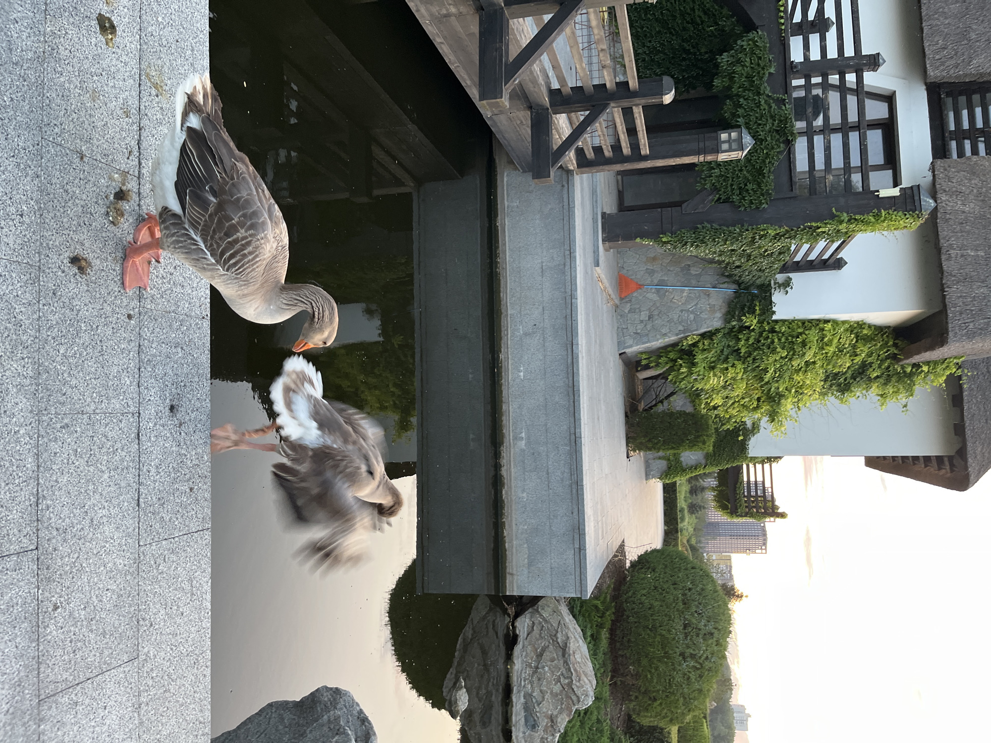 The image depicts a scenic outdoor setting, likely a park or garden area, with a prominent building in the background. The building features a thatched roof and is partially covered in lush green ivy. A wooden bridge extends over a calm body of water, reflecting the surrounding elements.
In the foreground, two geese are present. One goose stands calmly on a stone pathway, its plumage a mix of gray and white, with vibrant orange feet and beak. The other goose, captured in motion, is actively flapping its wings, its body a blur of brown and white feathers. The water's surface is dark and still, except for the ripples created by the active goose.
The environment surrounding the geese and building includes manicured bushes, large rocks, and a tiled pathway. In the distance, modern city buildings are visible against a pale sky, suggesting an urban backdrop. The overall impression is one of a well-maintained natural space within or near a city. This specific scene is located in the city of Dnipro, Ukraine.