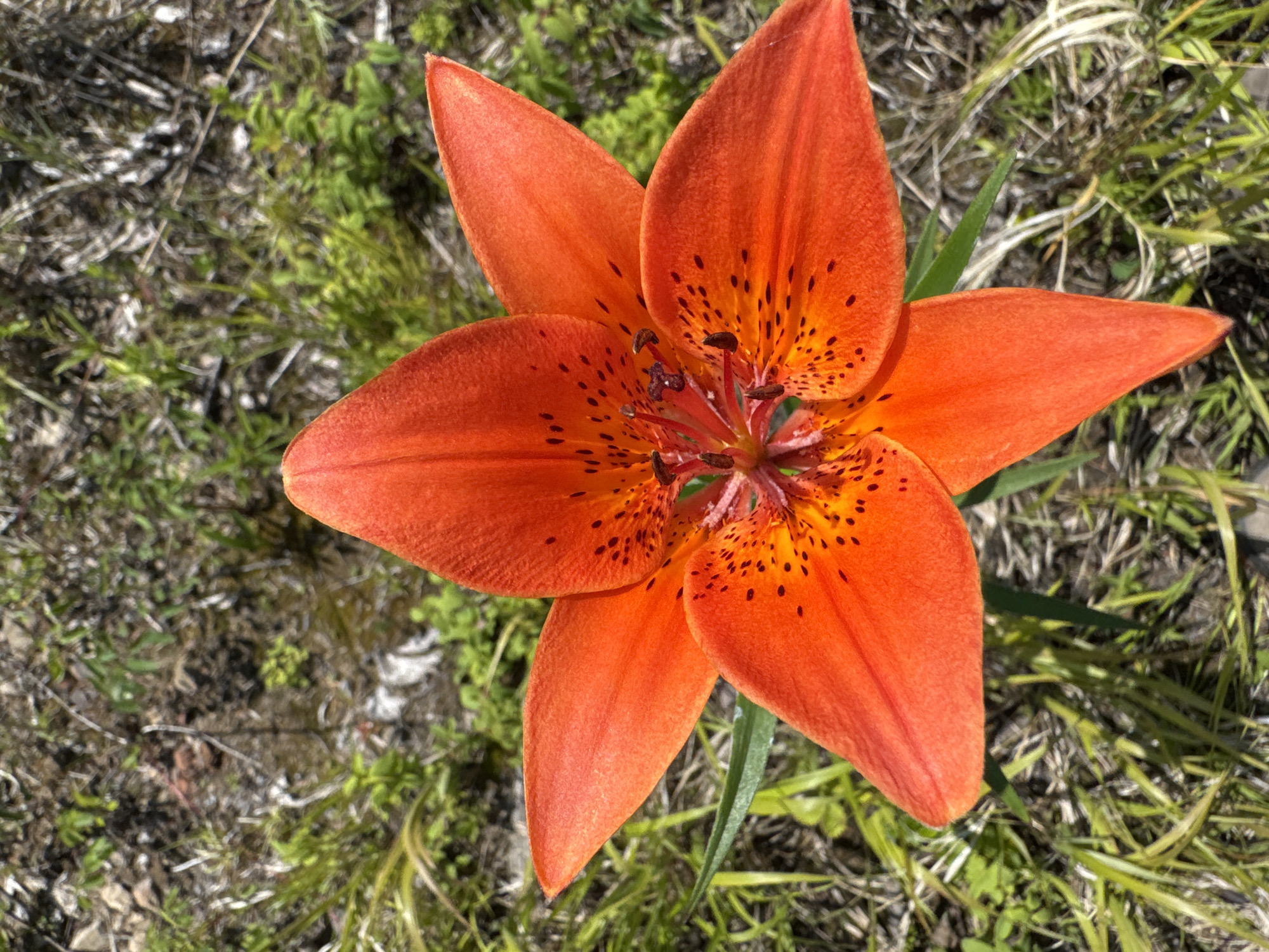 An overhead, close-up shot captures an orange lily in full bloom, set against a backdrop of dry, sparse vegetation. The lily, with its six outward-curving petals, is the primary subject. The petals are a vibrant orange with dark speckles concentrated towards the center of the flower. The center of the lily reveals reddish-brown stamens and pistils, adding to the intricate detail of the bloom. The surrounding ground cover consists of a mixture of dry, straw-like debris and small patches of green grass and other low-lying plants. The lighting suggests it is daytime, with the sun casting shadows that are not strongly visible, indicating a bright, possibly sunny day. The image evokes a sense of natural beauty and the wildness of the terrain. The location context is Skovorodino, Russia, which implies a potentially rugged, natural environment. There is no text visible in the image.