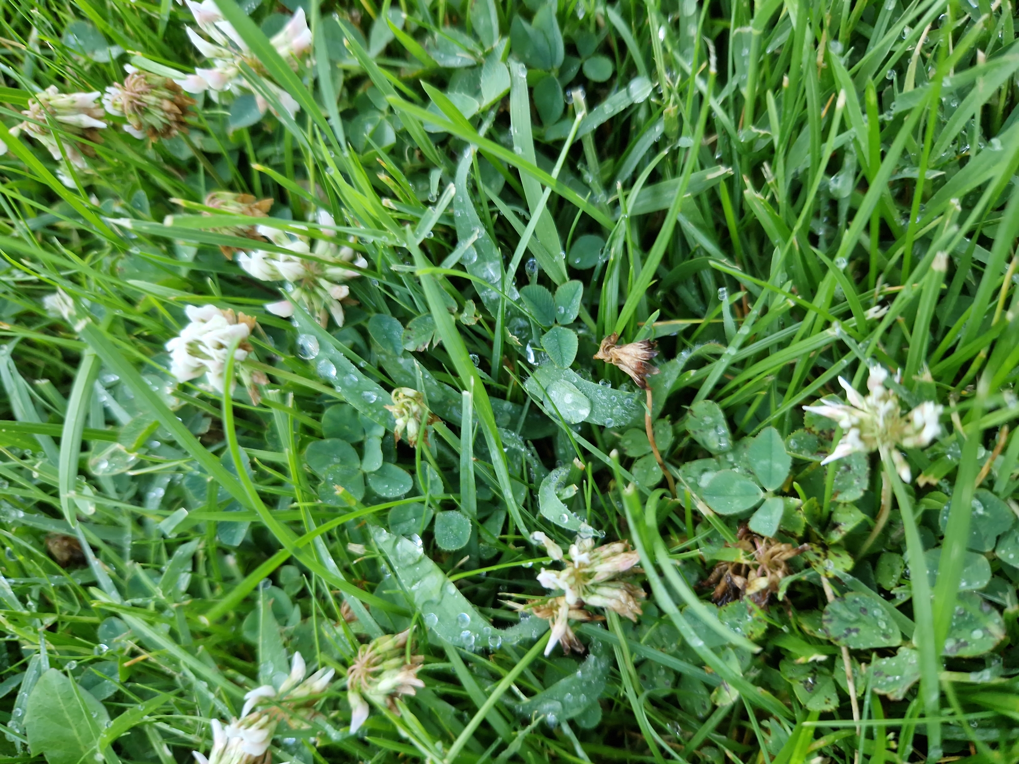 This is a close-up, eye-level shot of wet grass and clover in Sofia, Bulgaria, likely in a park or garden. Water droplets are visible on the blades of grass and clover leaves, suggesting it has recently rained or been watered. Several white clover flowers are scattered throughout the frame, some fully bloomed and others in various stages of wilting or drying. The dominant colors are shades of green from the grass and clover, with touches of white and light brown from the flowers. The focus is sharp, revealing the intricate details of the vegetation and water droplets. There are no people or man-made objects visible in the image.