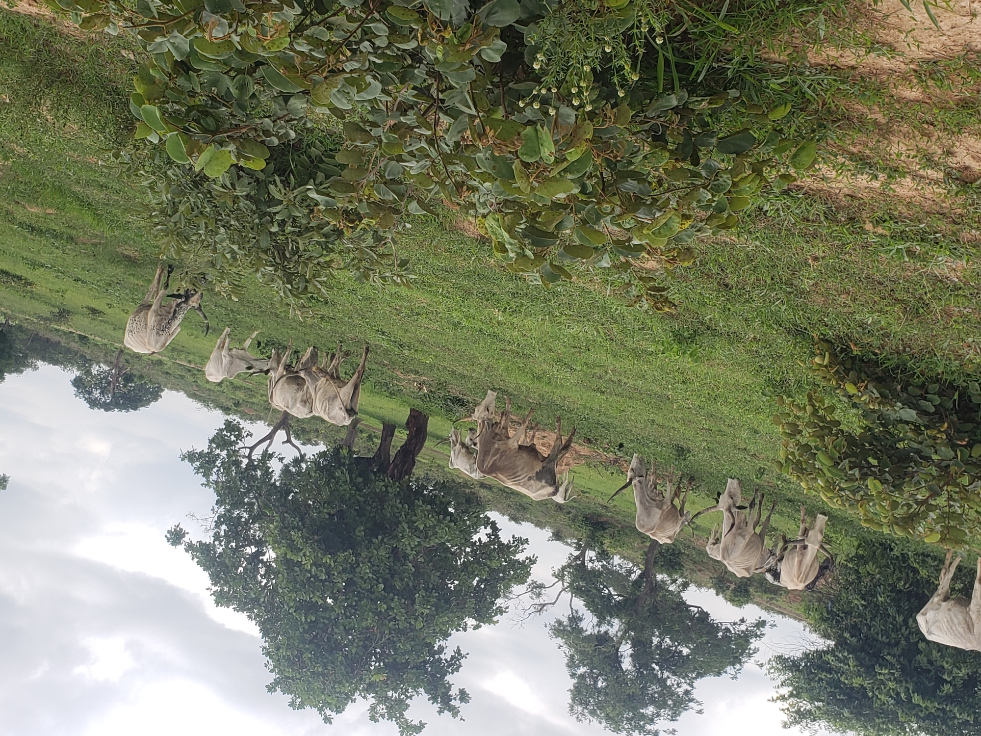 In the city of Unknown, Unknown, a herd of cattle grazes on a lush green hillside under a cloudy sky. Several white and grey cattle, many with prominent horns, are scattered across the slope, some stooped to eat grass, others standing or walking. In the foreground, a cluster of leafy green bushes partially obscures the view of the lower part of the hillside. Behind the grazing cattle, large trees with full canopies dot the landscape, with a lighter, more distant treeline visible in the background. The terrain is uneven, with patches of dirt visible amongst the grass, suggesting a natural, rural environment.