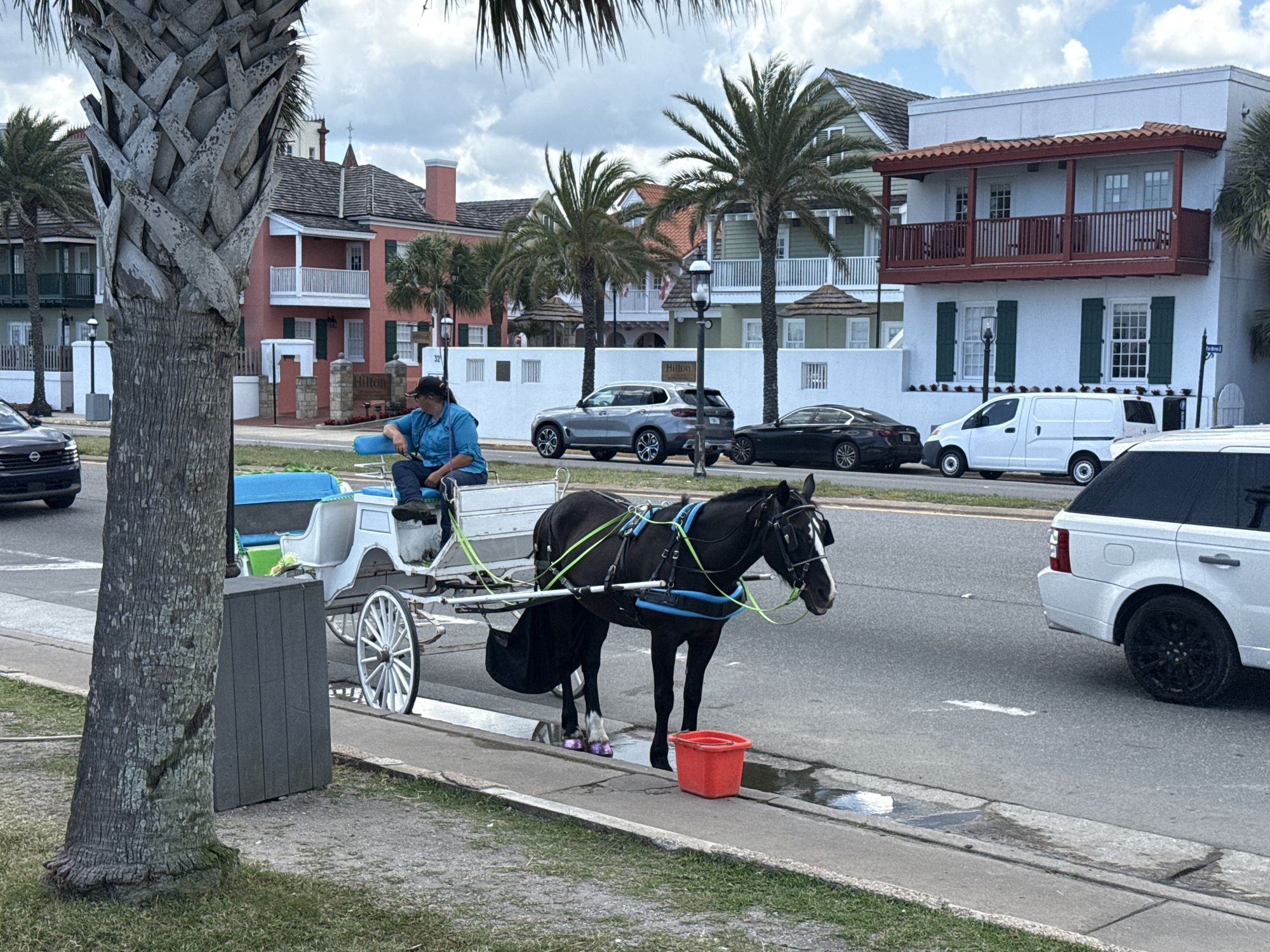 The image depicts a horse-drawn carriage stopped along a street in St. Augustine, Florida. A dark-skinned man, wearing a blue shirt and a dark cap, sits on the driver's seat of the white carriage. A black horse with white markings on its face stands alongside a red bucket at the curb, the horse's front hooves covered in purple bandages. Multiple vehicles are parked along the street, including a silver SUV, a black sedan, a white van, and a white SUV. The buildings in the background are multi-story with balconies and red or orange accents, characteristic of St. Augustine architecture. Palm trees are visible throughout the scene. The sky is overcast with scattered clouds. A large palm tree trunk is visible on the left side of the image.